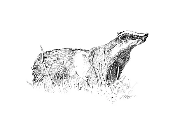 🦡​ blaireau 🦡​