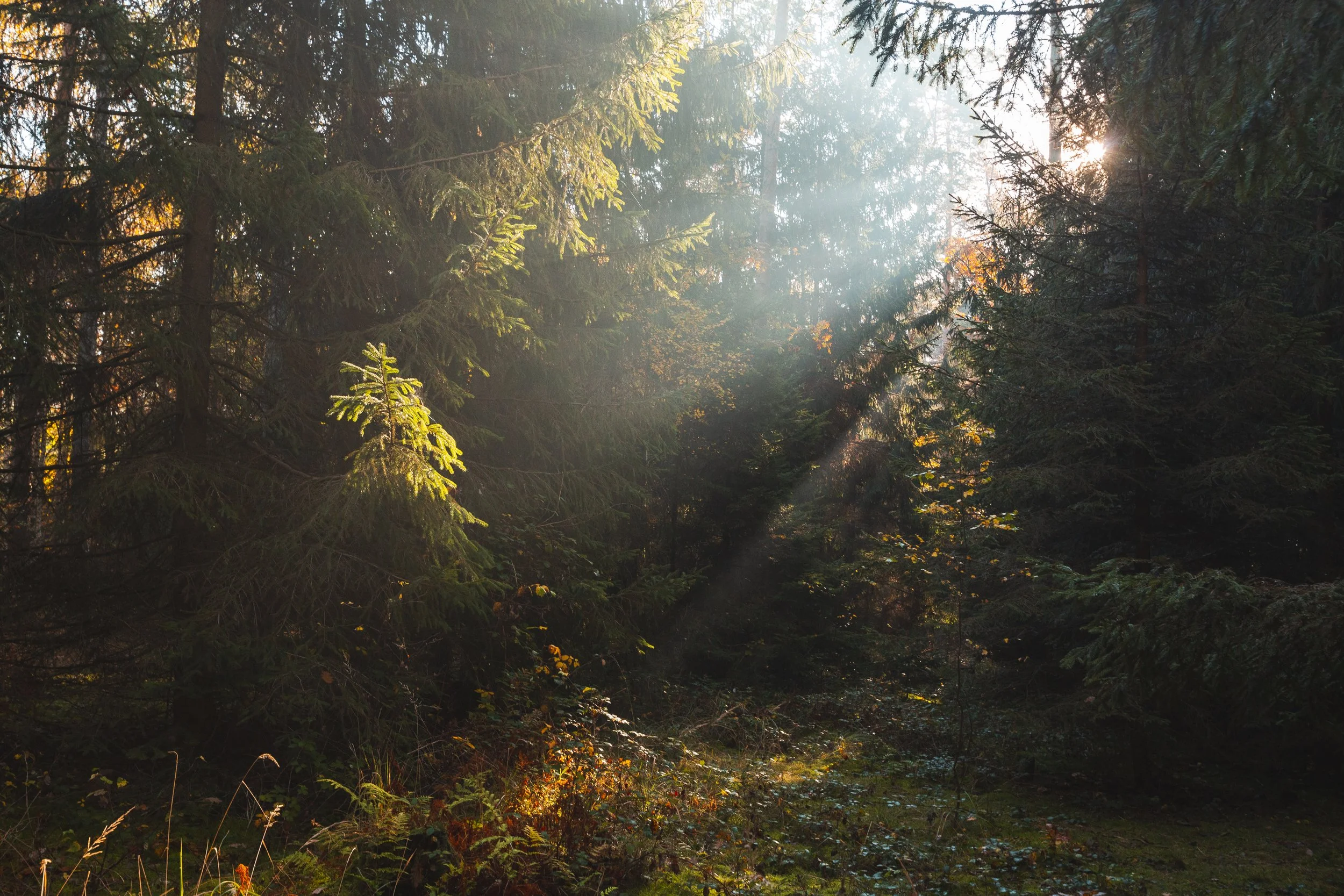 Workshop: Focení přírody v okolí Berounky