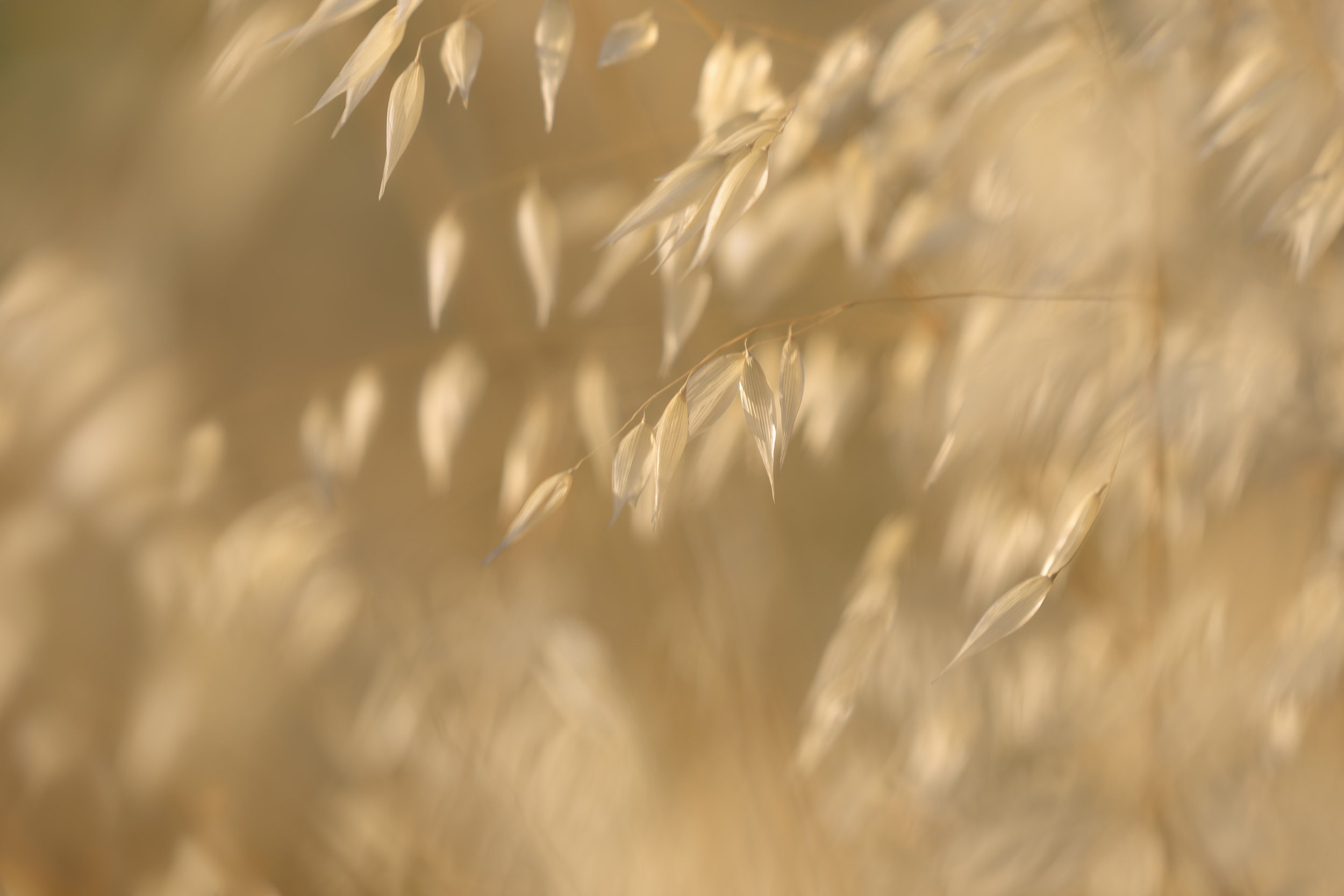 Grass In The Wind.jpg
