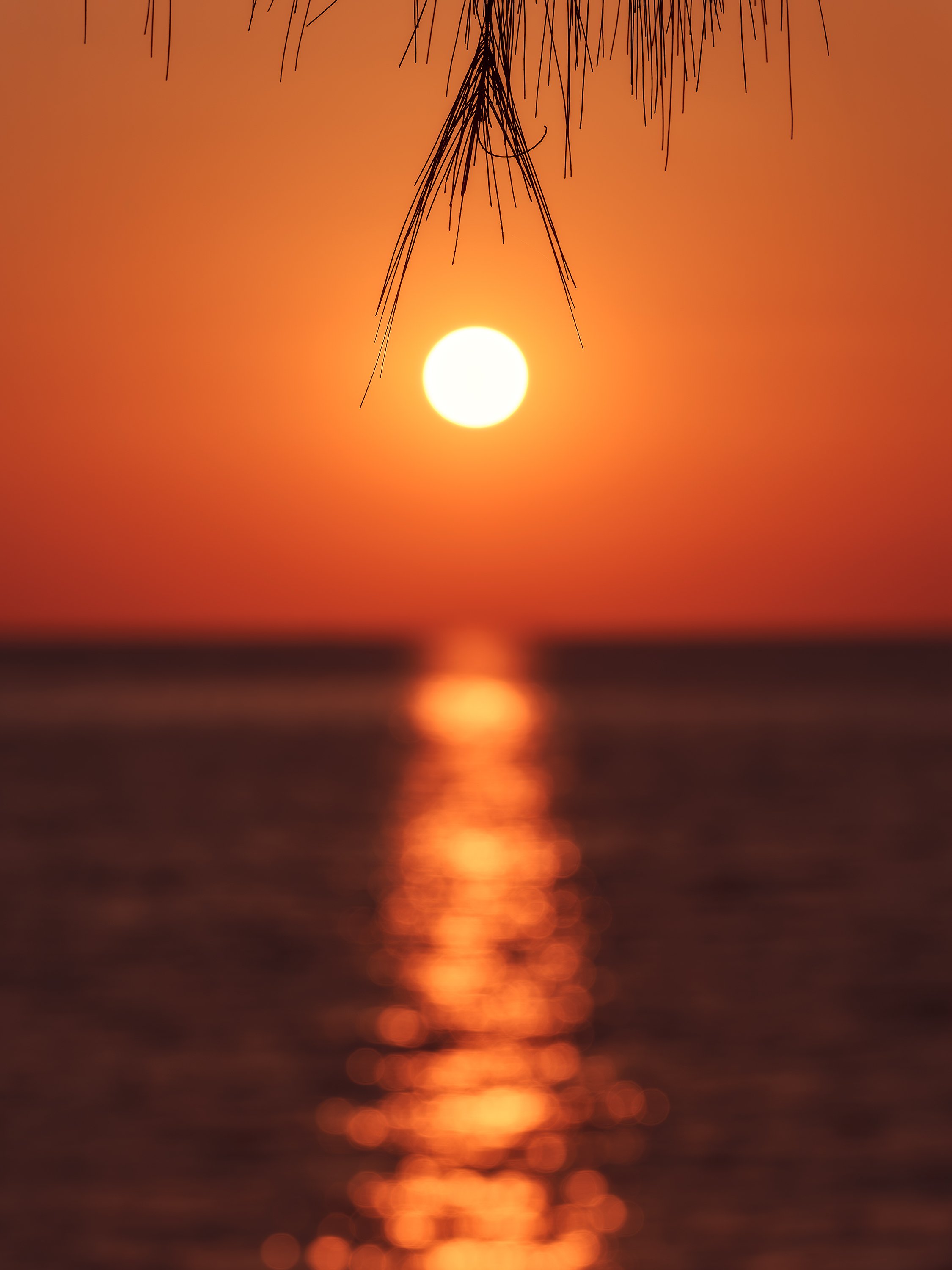 Sunset Beetween Branches VERY FINAL WEBSITE PRINT EDIT.jpg