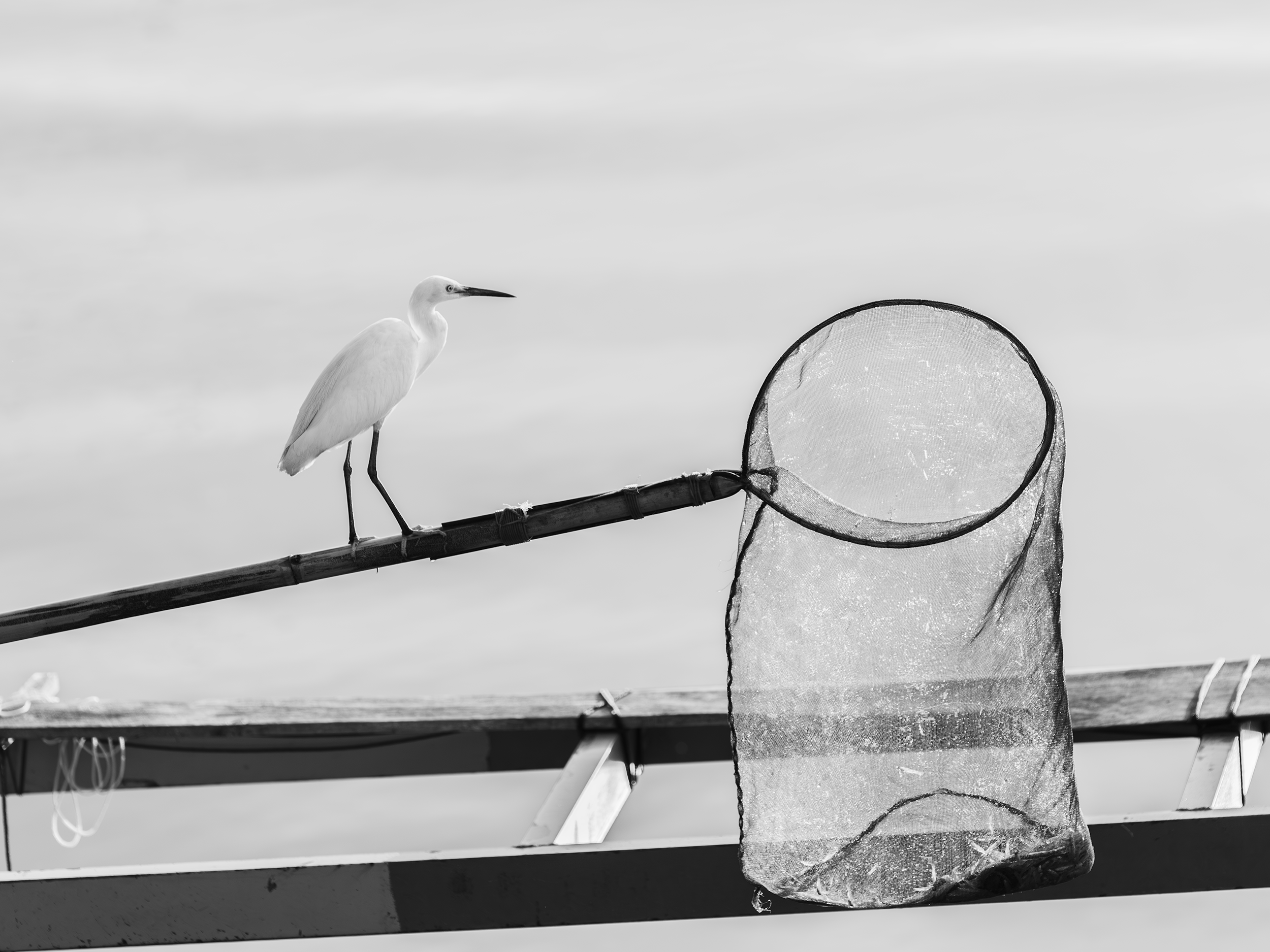 bird-fishing net-Phattalung_GGF3226-Enhanced-NR-2.png