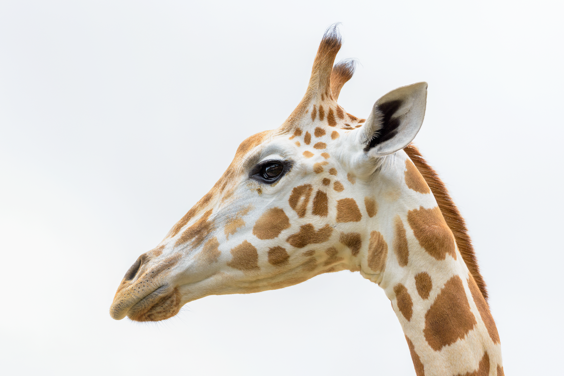 GIRRAFE ORIGINAL EDIT_Squarespace.png