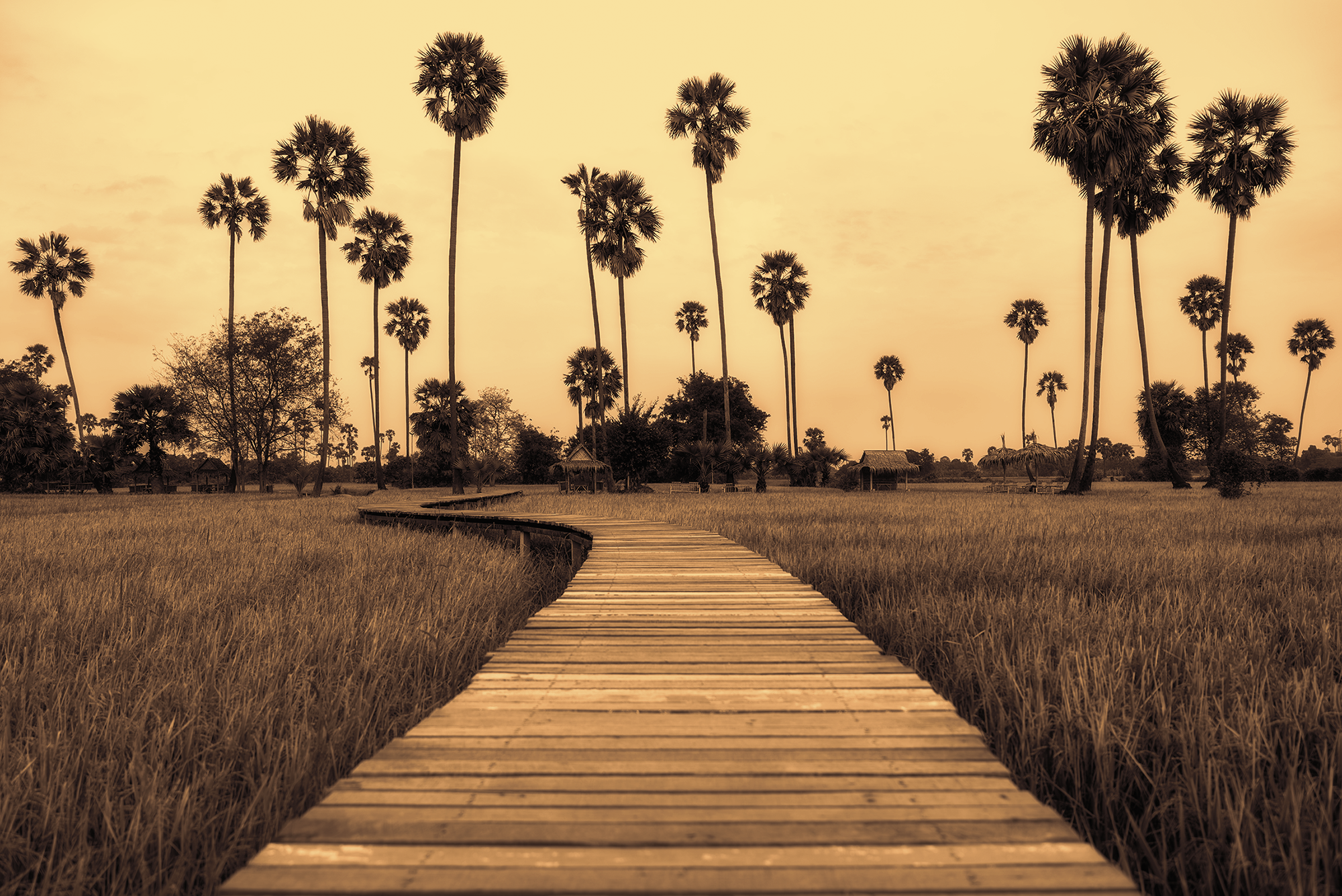 Rice Fiedls and Palm Trees in Thailand.png