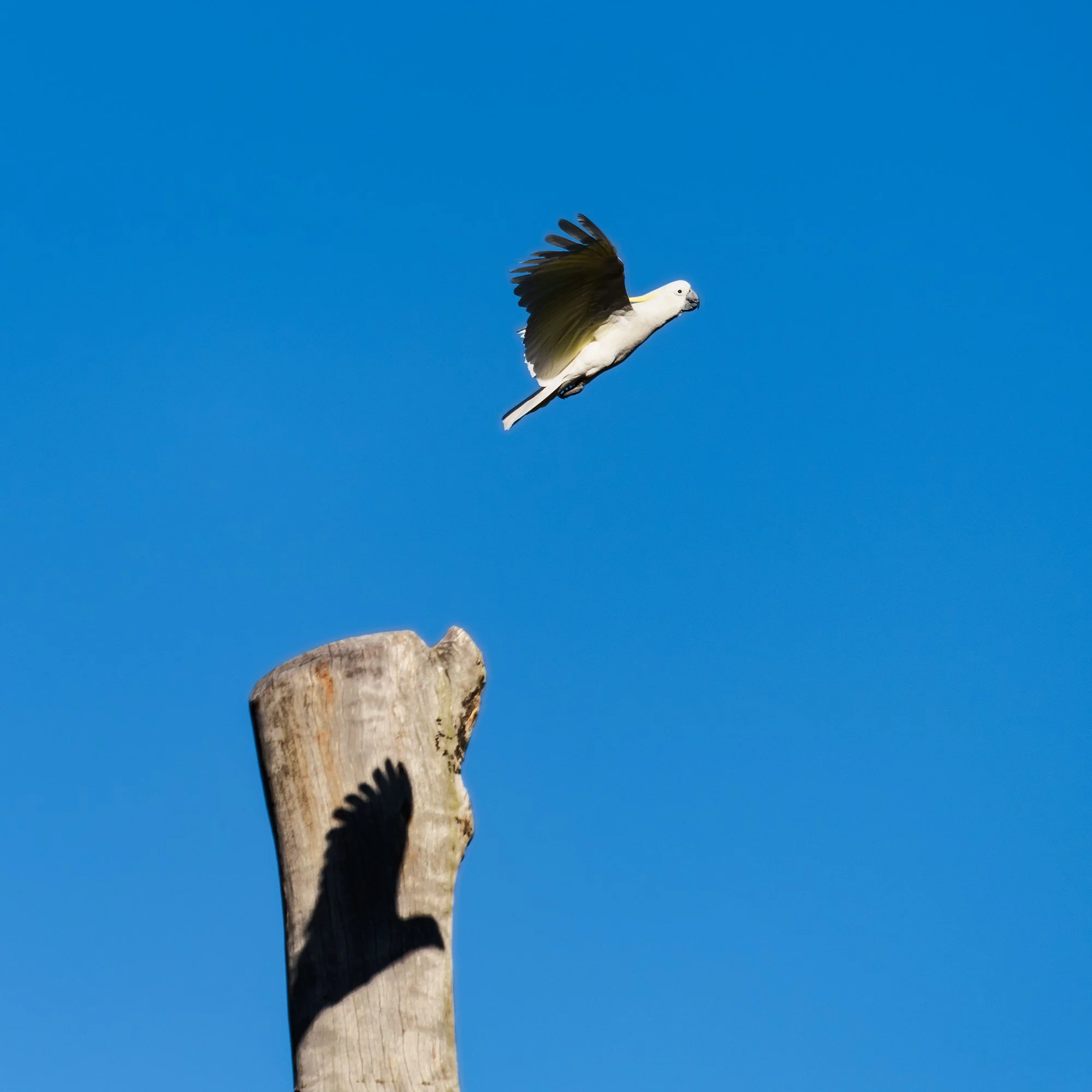 Flying Shadow_GGC0540 copy 3-SF-.jpg