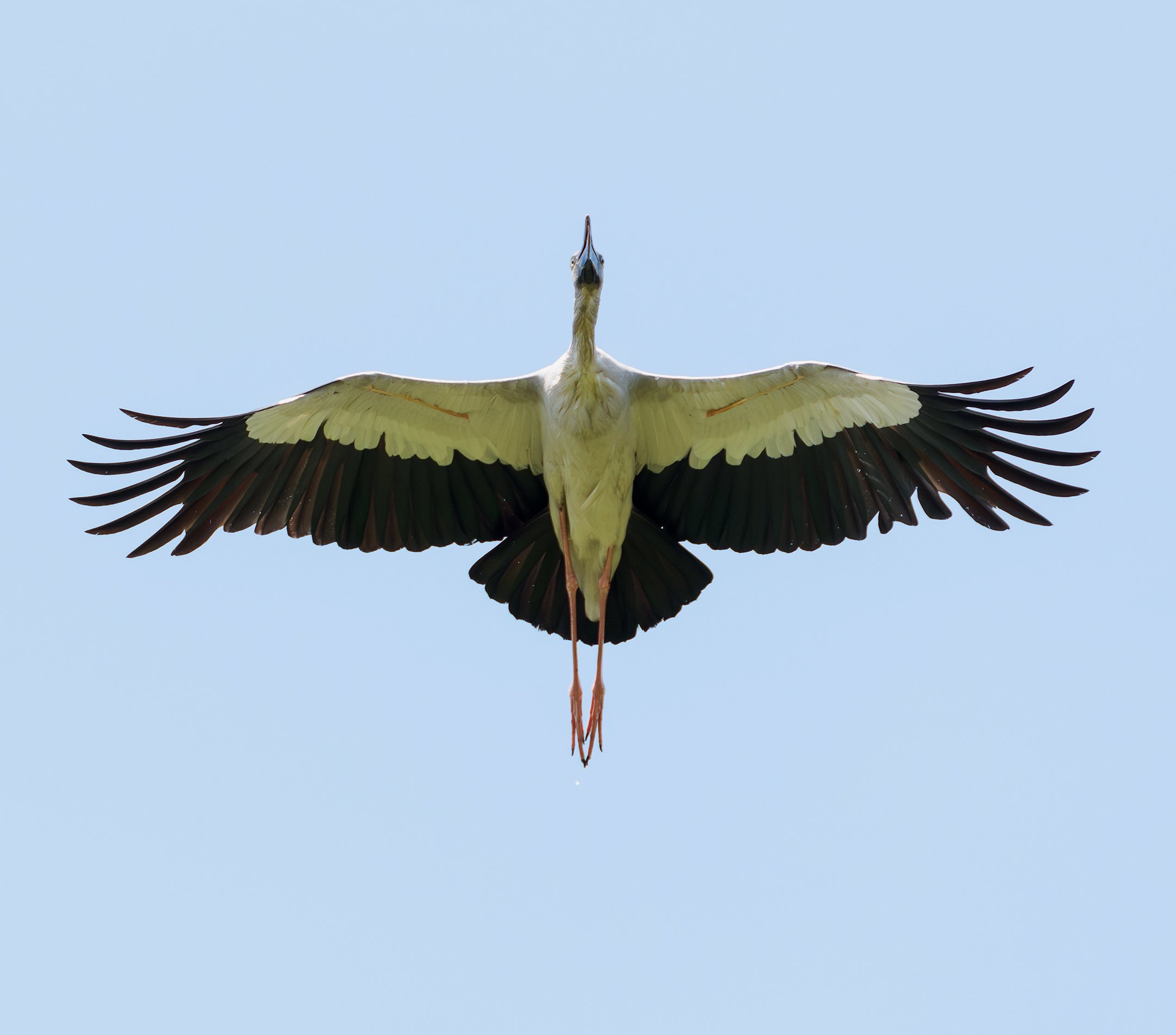 large patthalung bird cutout - cropped properly.jpg
