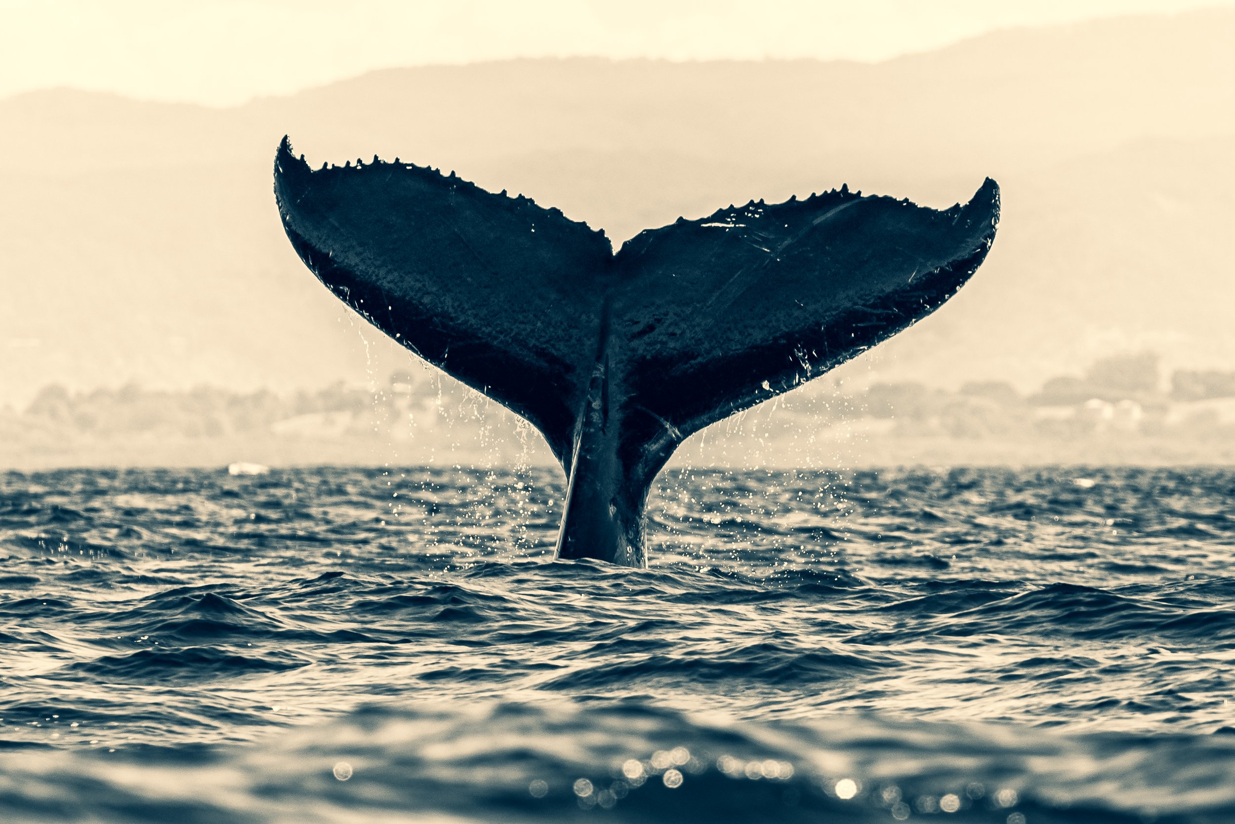 _DSC0226bnw2selenium tone.jpg