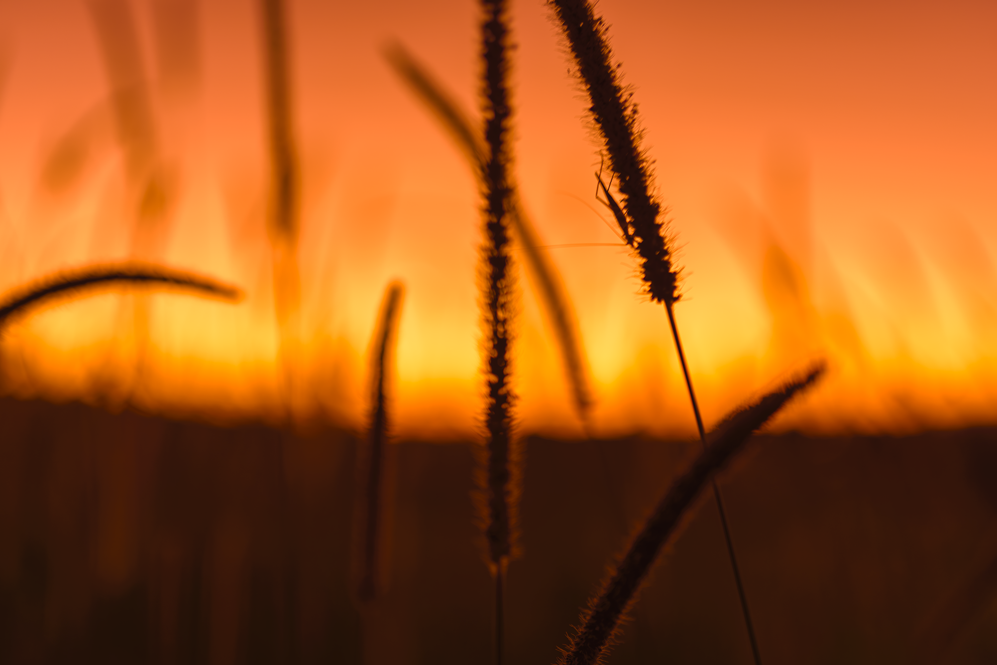 _DSC6779-Enhanced-NR copy.png