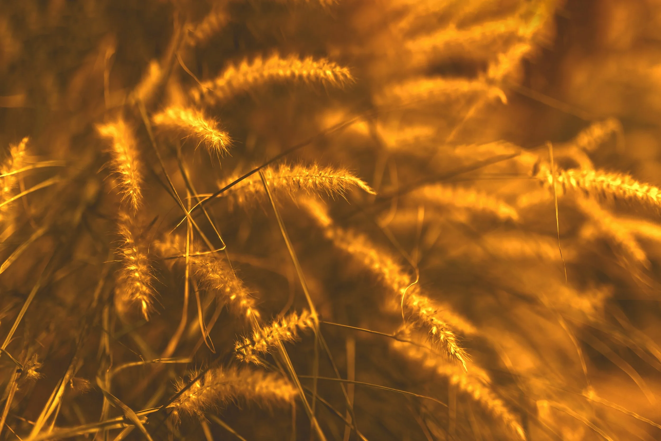 ORANGE ETHERAL STRAW LEAVES - 20X30 copy.jpg