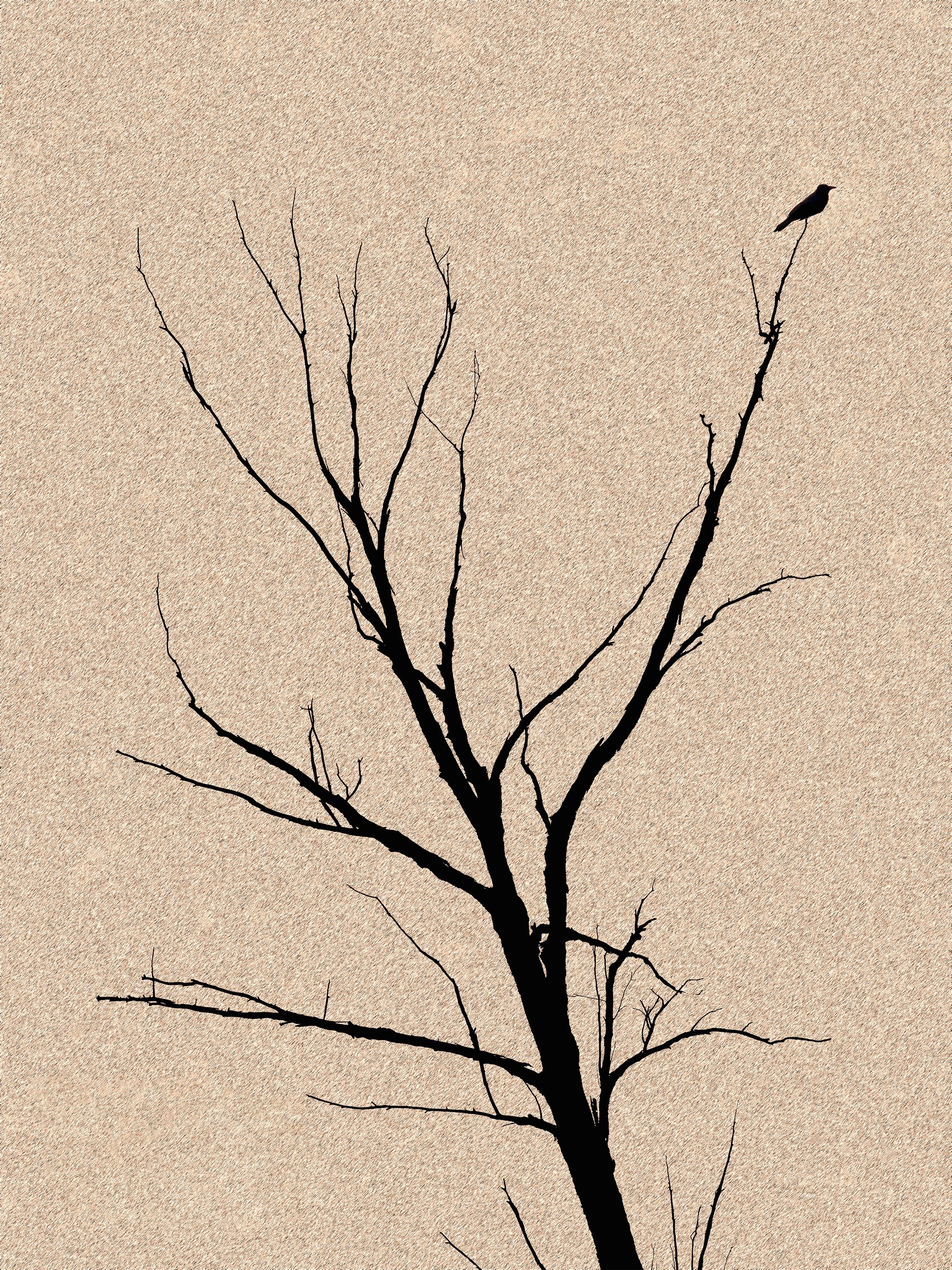 Bird On Branch.jpg
