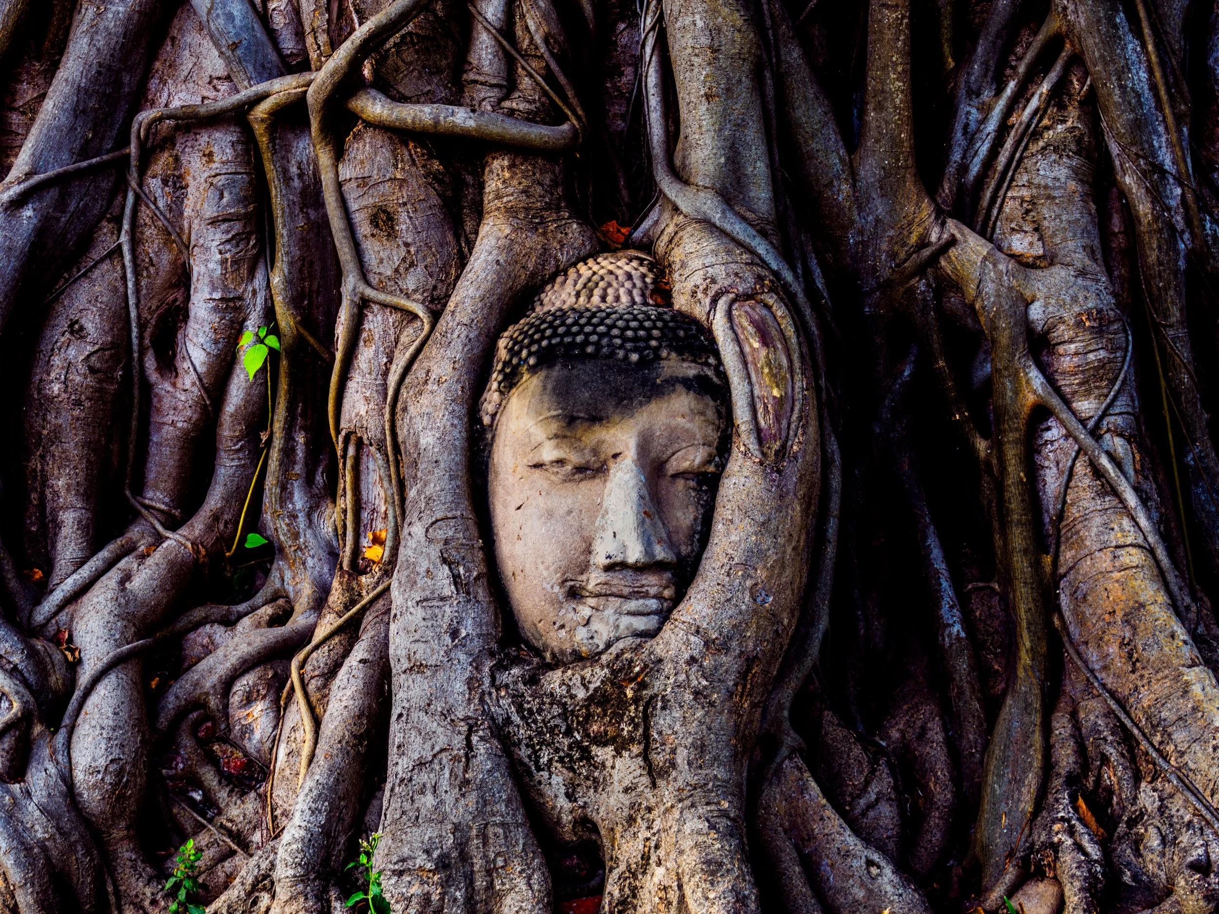 Buddha Head-Final Edit.jpg