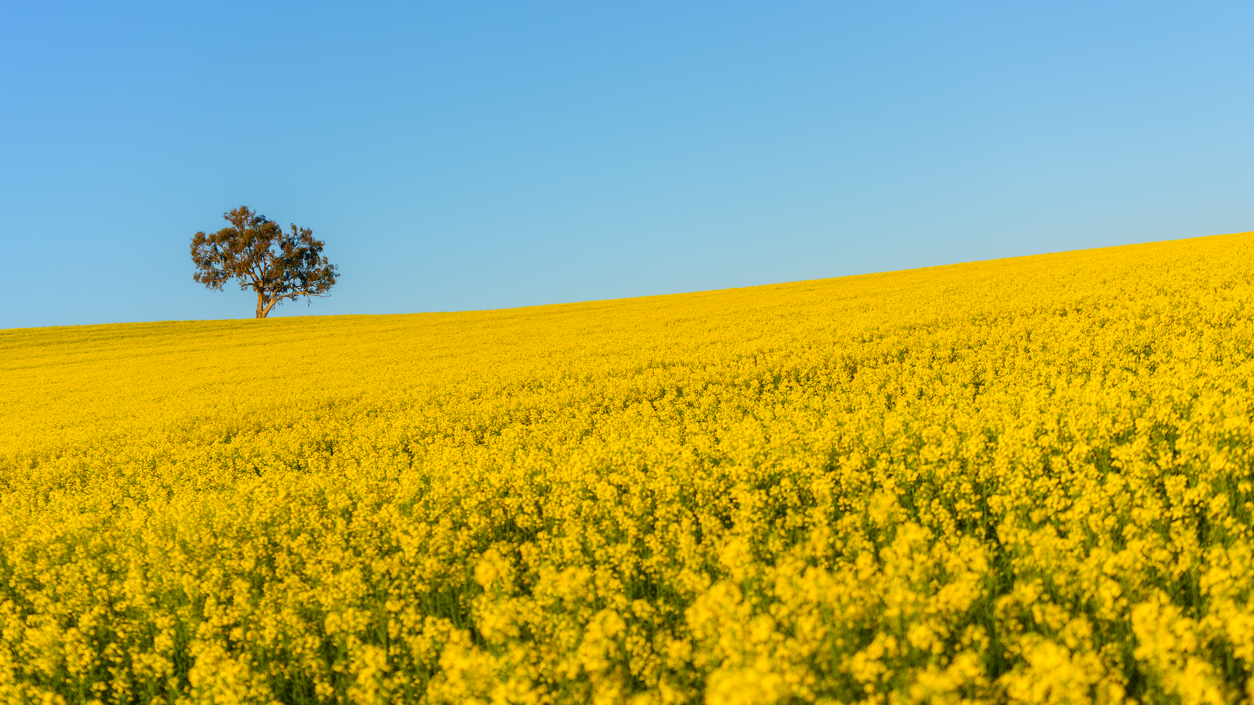 Tree on Rolling Canola Field.png