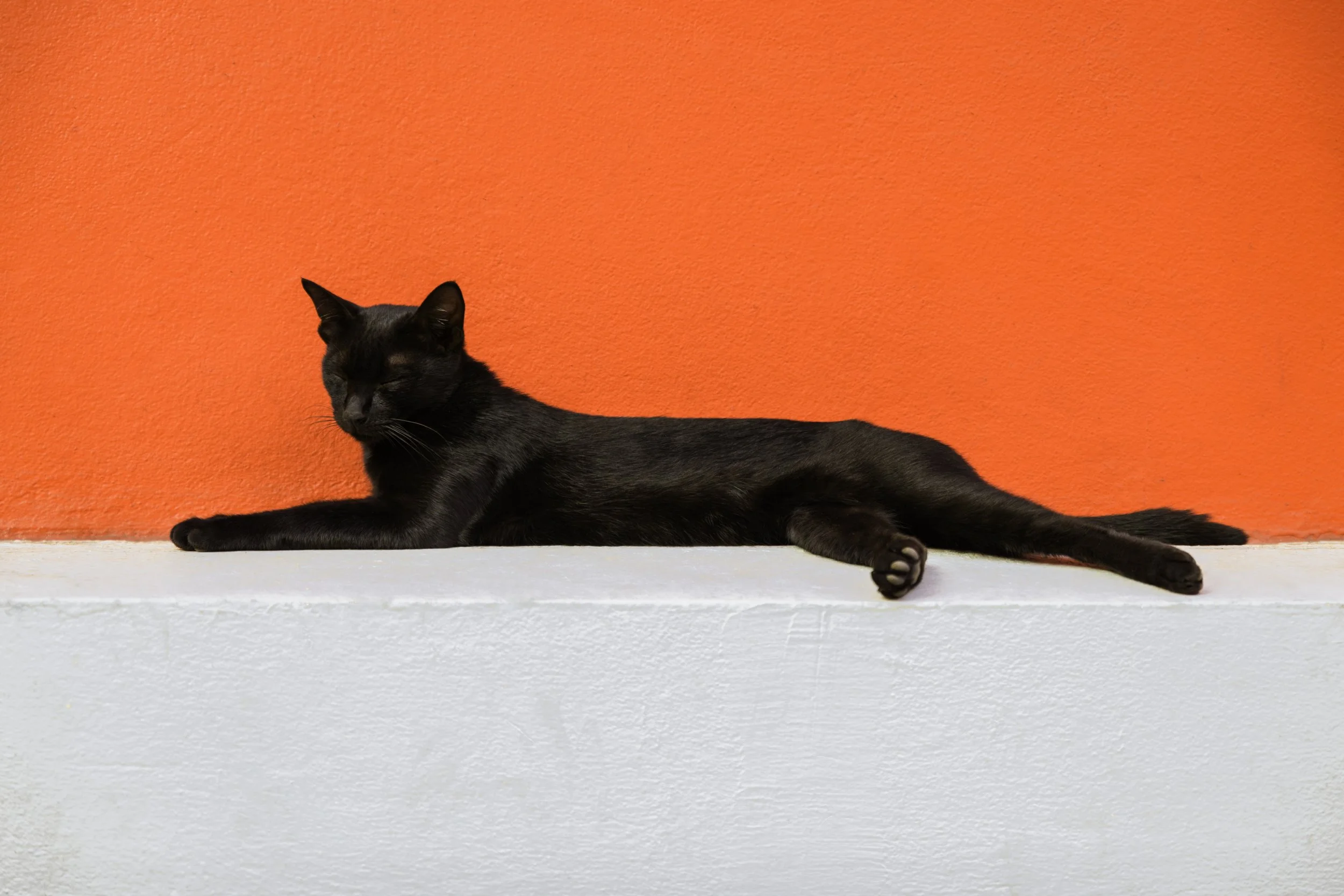 Afternoon Cat Shoot_GGF1883-Enhanced-NR copy.jpg