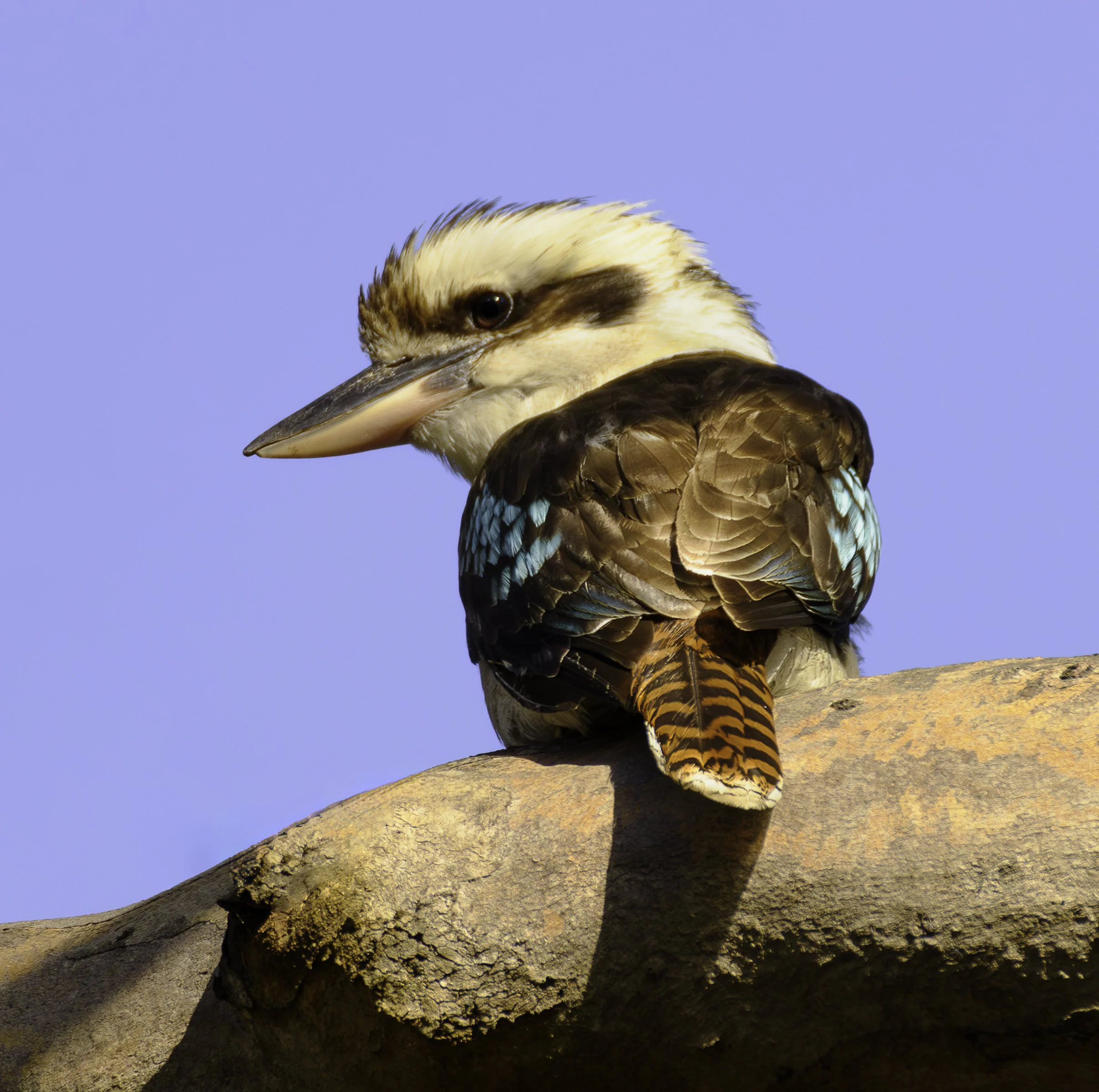 Kookubura_GGC2028-Enhanced-NR copy 2.jpg