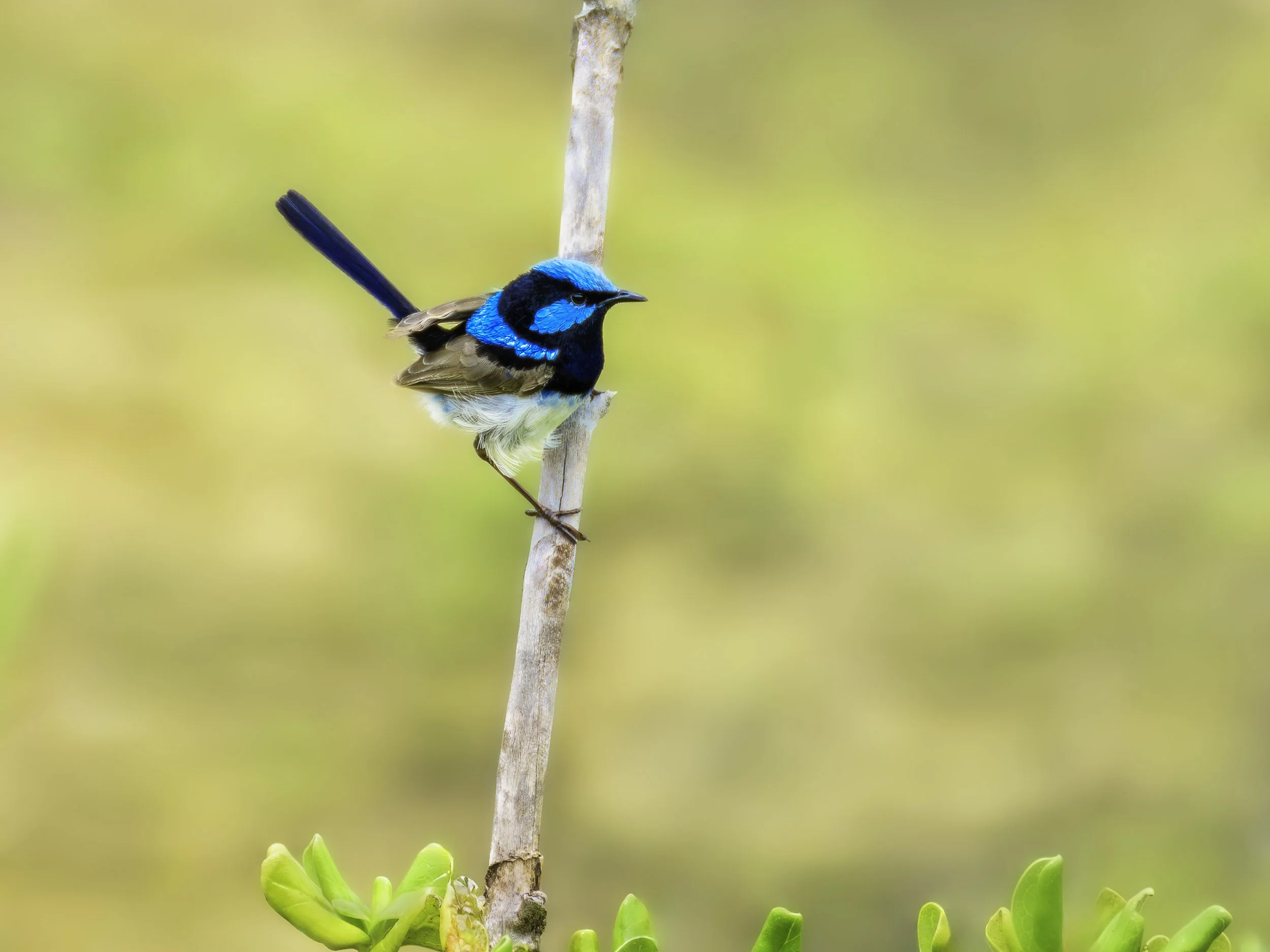 Blue Bird - North Maroubra-Final layers.jpg