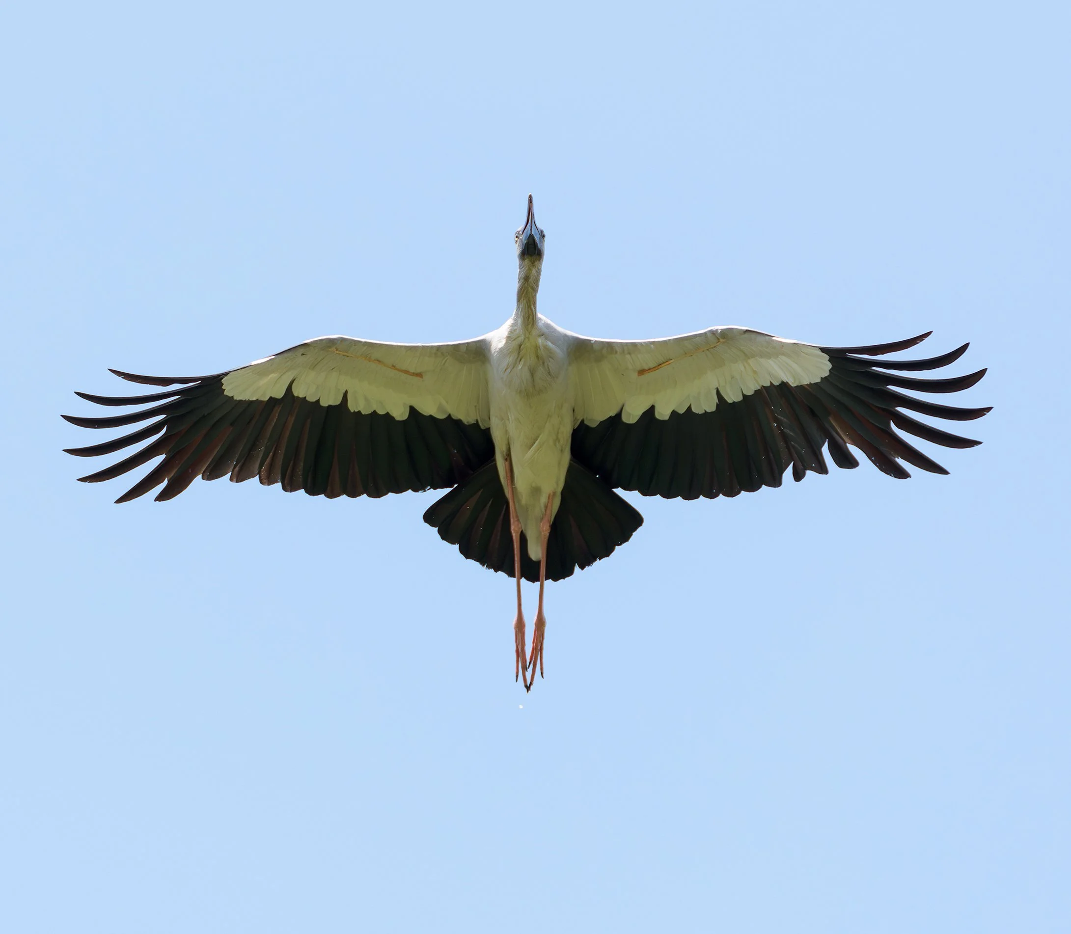 large patthalung bird cutout.jpg