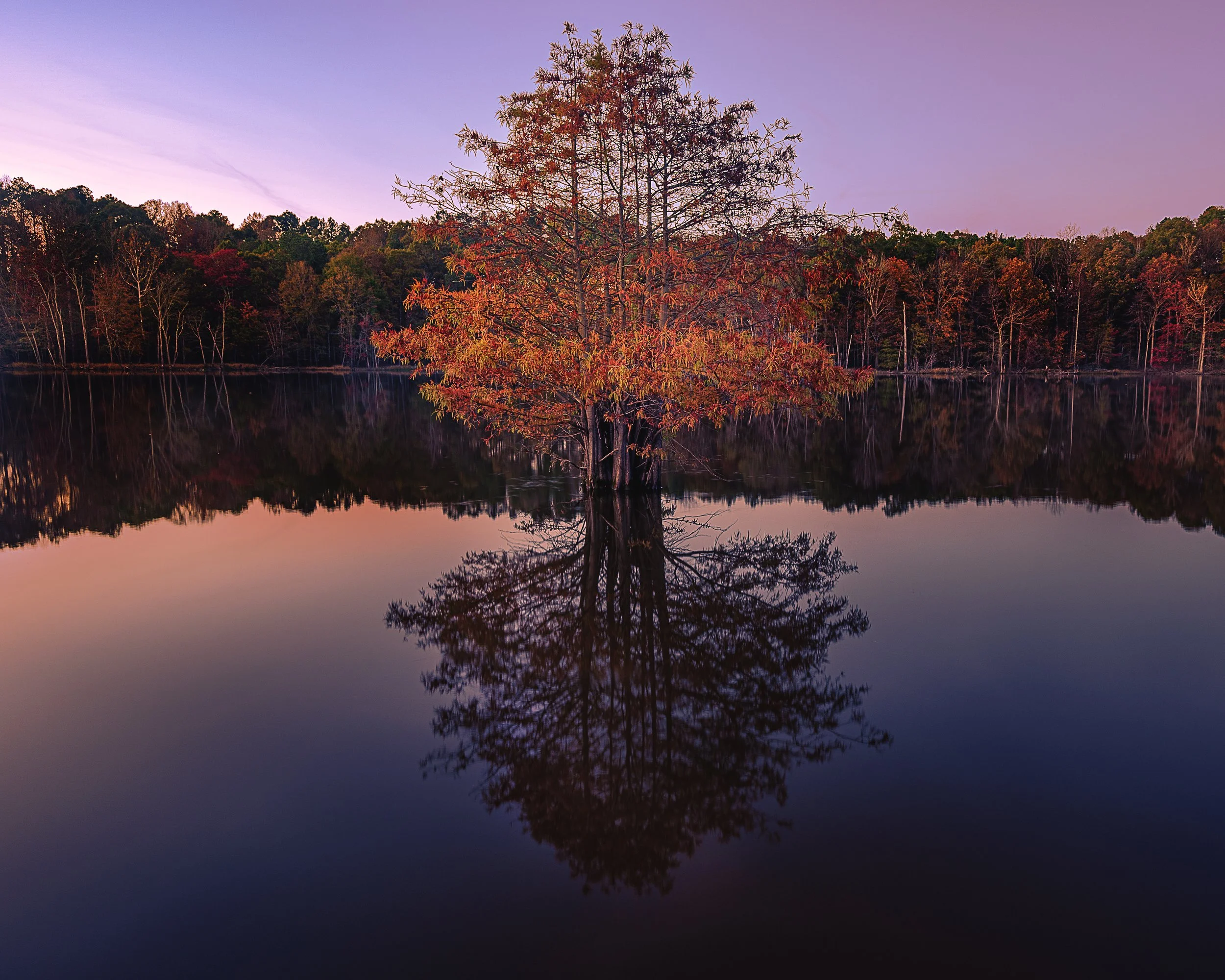 Tree Reflection FL Center.jpg