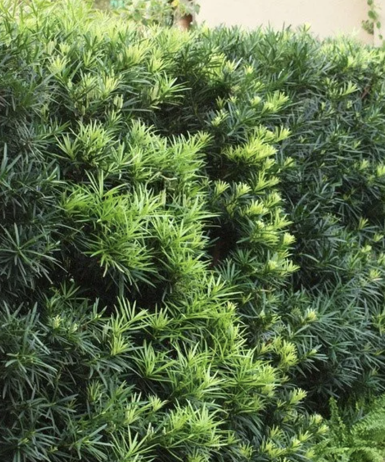 Podocarpus Maki: Commonly called yew plum pine or Buddhist pine, it is native to mountainous areas of China and Japan. It is pest repelling.  