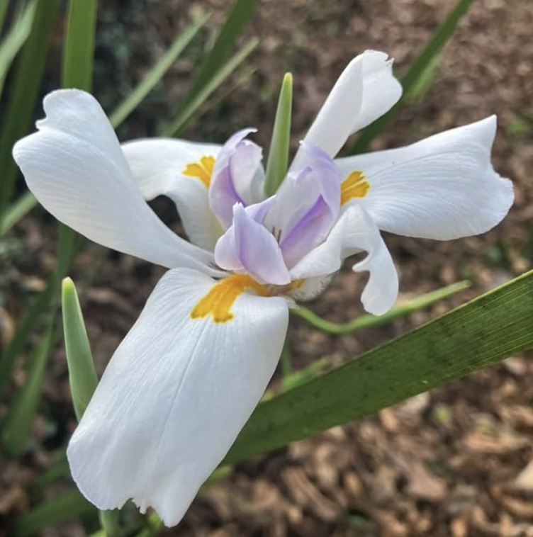 African White Iris: Native to southern Africa.