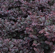 Loropetalum cerise charm: Native to China, Japan, and the Himalayas; a member of the witch hazel family.  In the spring, it produces bright cerise pink flowers.