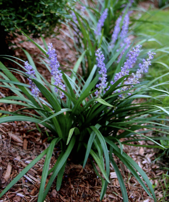 Liriope: Native to East and Southeast Asia.