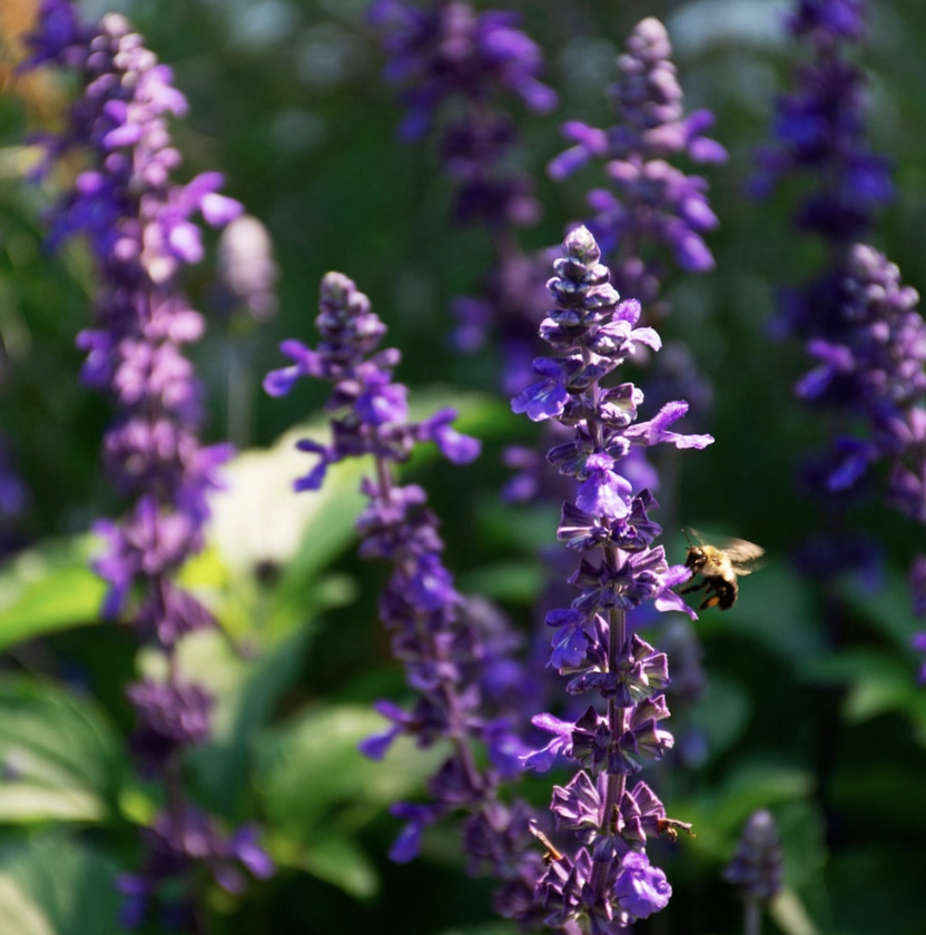 Salvia mystic spires: A perennial sage that pollinators and hummingbirds love. The genus Salvia is part of the Mint (Lamiaceae) family. It is a hybrid between two large Mexican sages, that was discovered as a chance hybrid seedling at the Huntington 