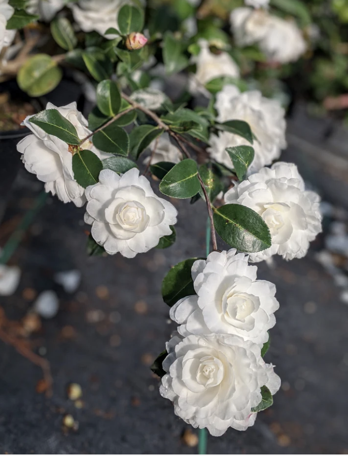 Camellia sasanqua: Native to the evergreen coastal forests of southern Japan, it's a member of the tea family. Camellias have been a staple in the American South for almost 200 years. Known in Japan as Tsubaki, the 'tree with shining leaves'. In the 