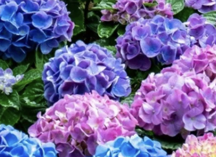 Hydrangea: Native to several Asian countries, including Japan, China and Korea, but it was also discovered to have possibly existed in North America 40-65 million years ago based on fossil records. 

An early American colonist is said to have transpo