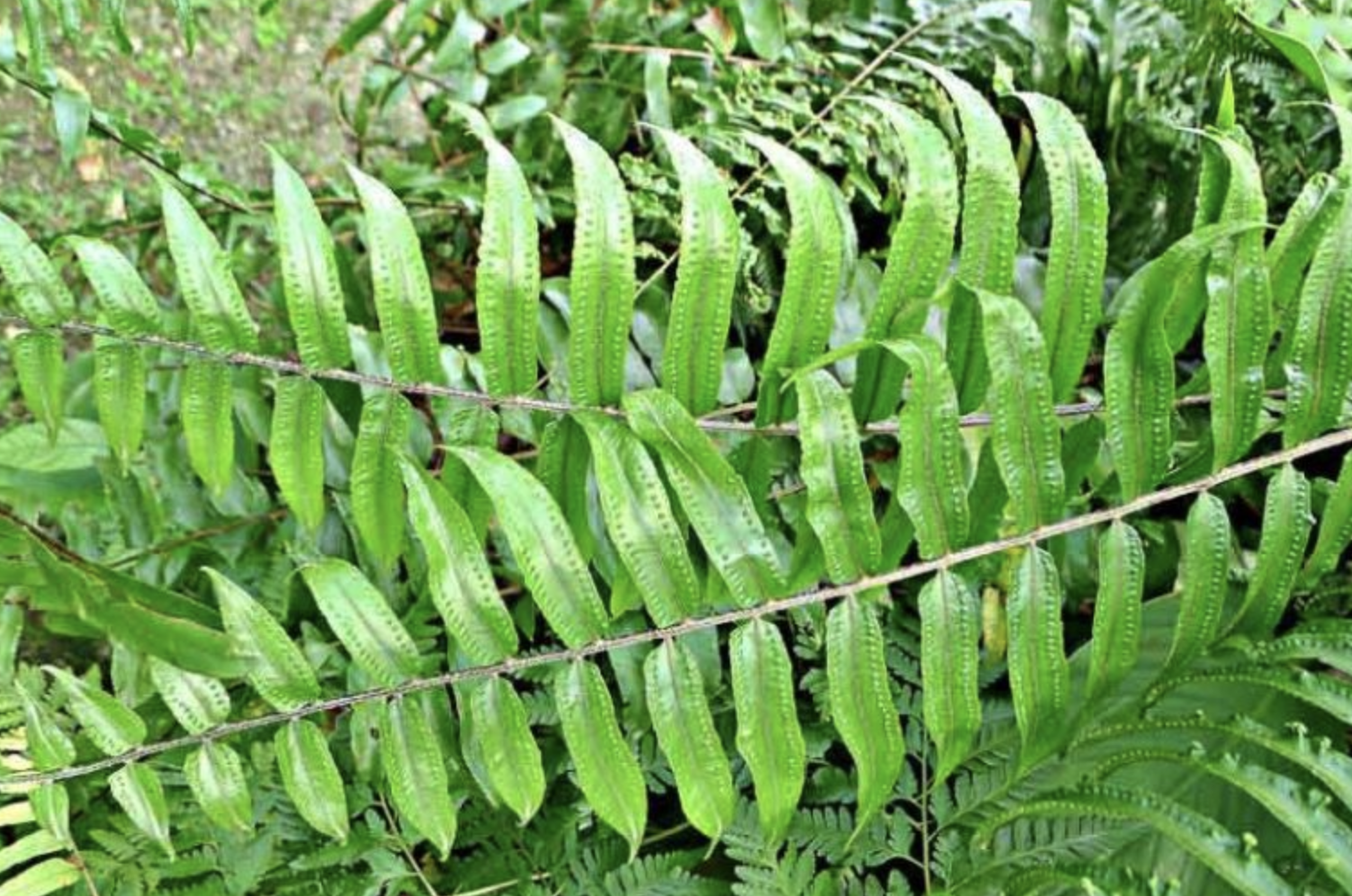 Giant Sword Fern: Native to Florida, Mexico, the West Indies, Central America, South America, and southeast Asia.