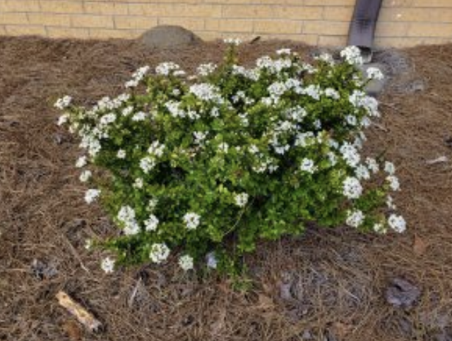 Dwarf Walter’s Viburnum: Named for English-born botanist turned South Carolina farmer Thomas Walter, who described it in 1788, in his book,  Flora Caroliniana. Native to southeast USA.