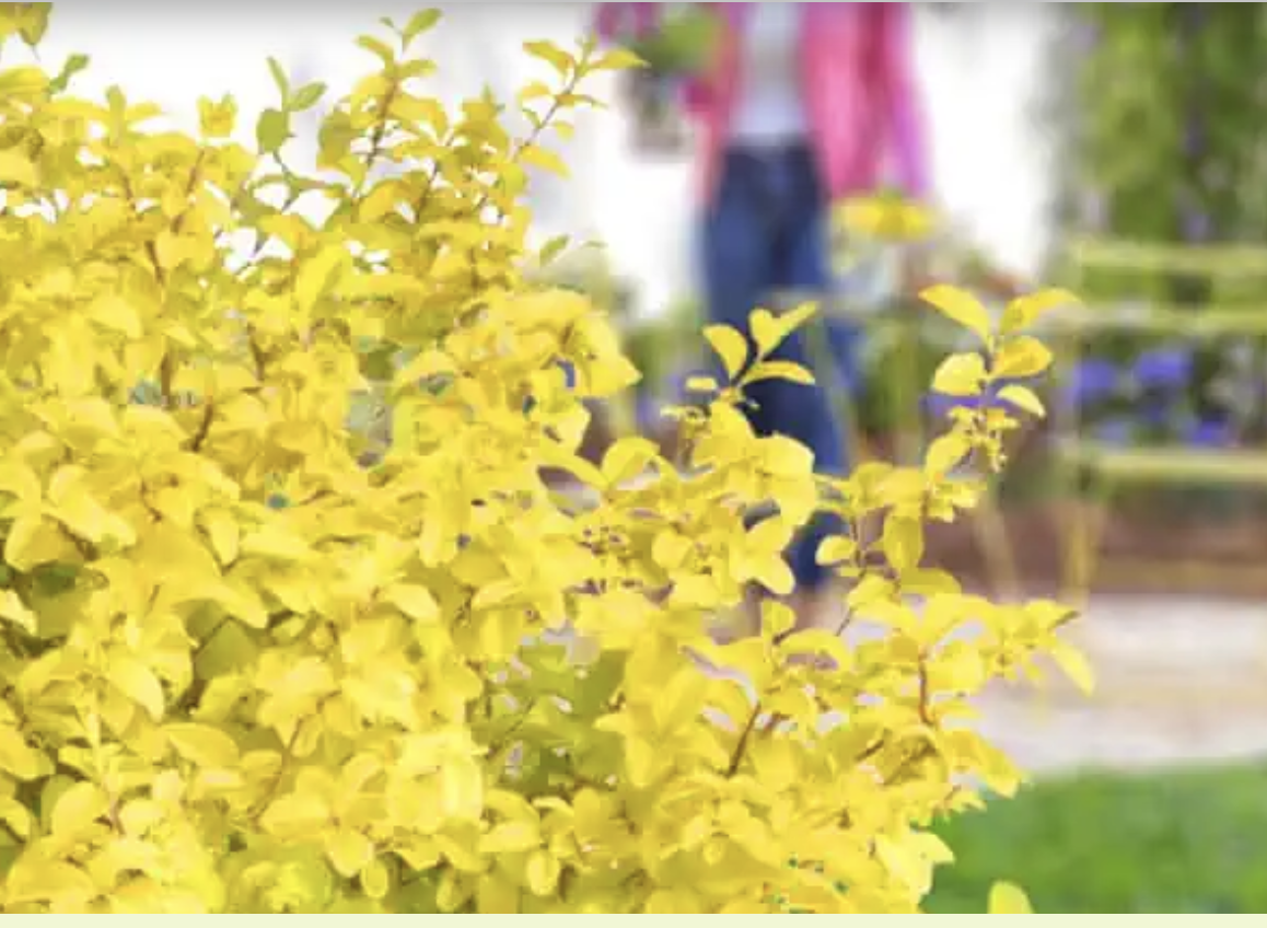 Sunshine ligustrum: Native to China and introduced to the United States in 1852 as an ornamental shrub. It escaped cultivation and became invasive in its original form, but this is a sterile (so, non-allergenic), noninvasive cultivar. 