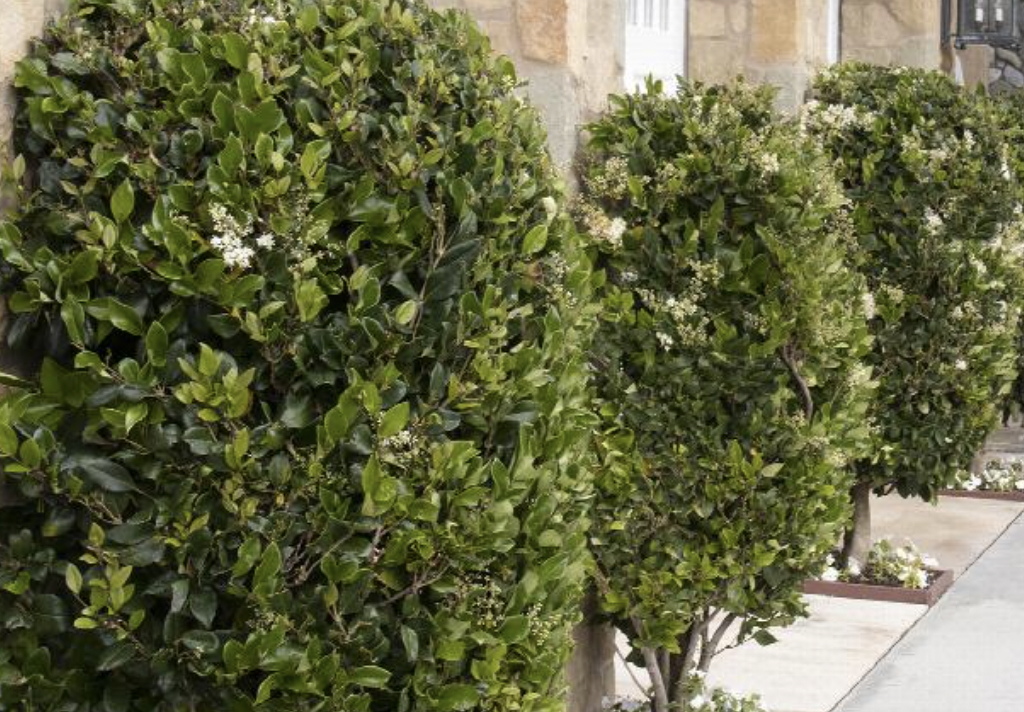 Waxleaf ligustrum: Displays a profusion of fragrant, white blooms in spring. It is native to central and southern Japan, as well as Korea and has naturalized to some North American regions.