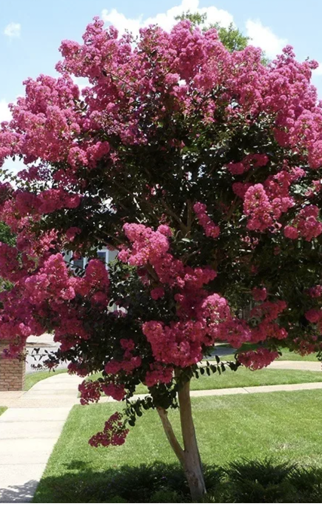 Tuscarora crepe myrtle: A deciduous tree that has bright green leaves that turn orange-red in the fall, and produces coral-pink flowers in the late summer. 

It is native to the Himalayas, Japan, southern China, and southeast Asia. It has naturalized