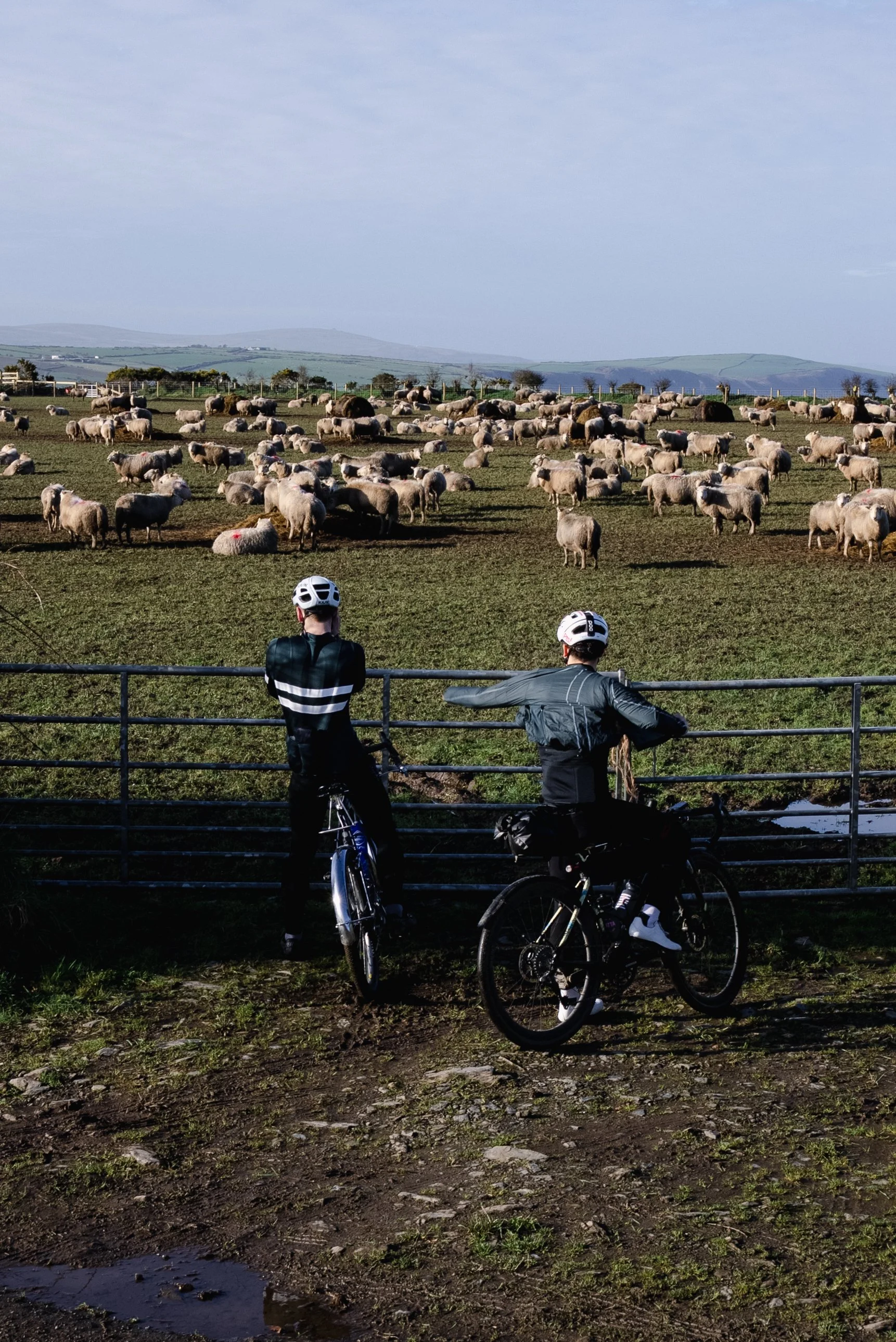 Two cyclists with helmets leaning on a metal fence, looking at a large herd of sheep grazing in a green field under a cloudy sky with rolling hills in the background.