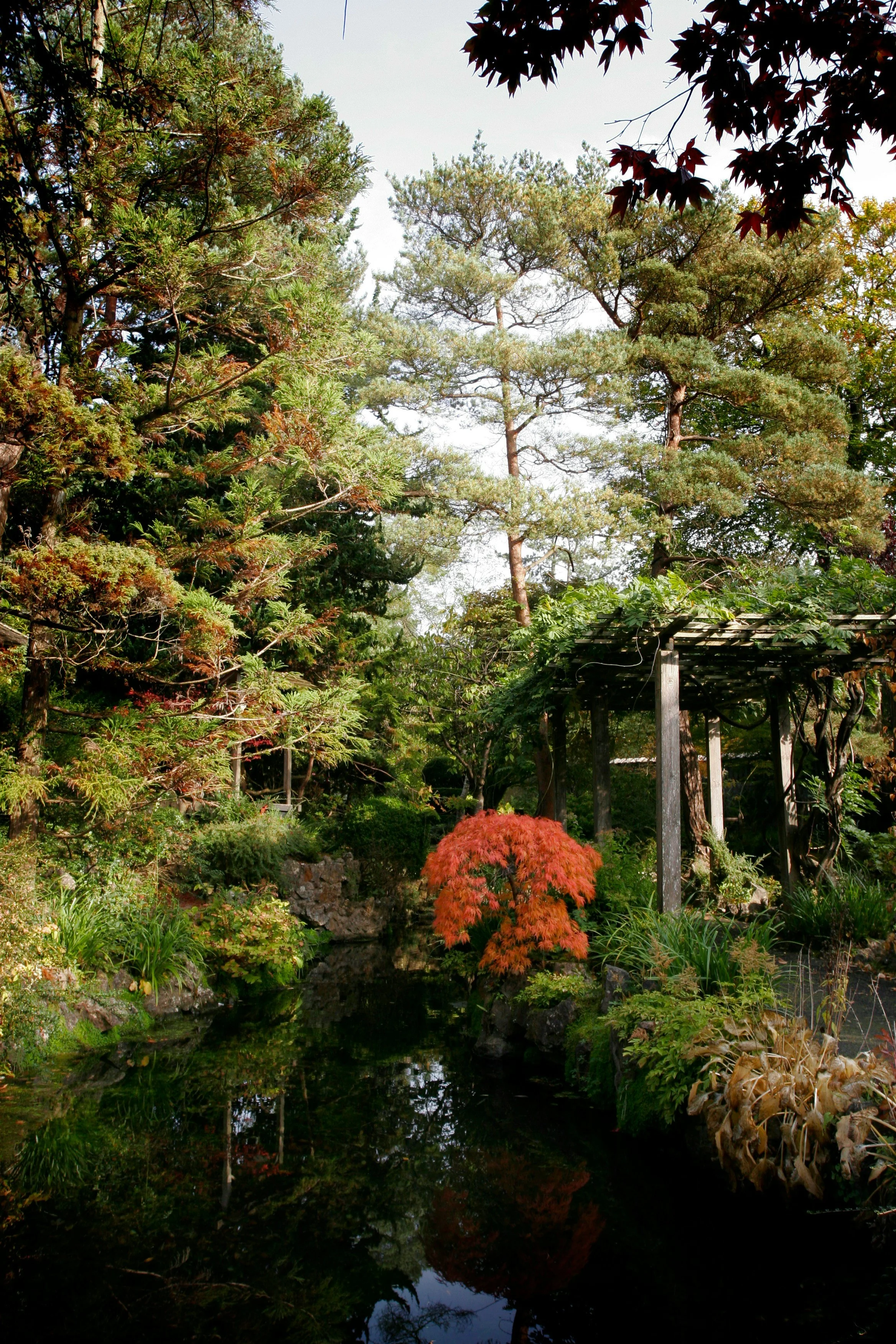 A lush Japanese garden featuring a small pond, a red maple tree, and various green shrubs and trees. A wooden pergola is partially visible on the right side, with tall trees in the background under a bright sky.