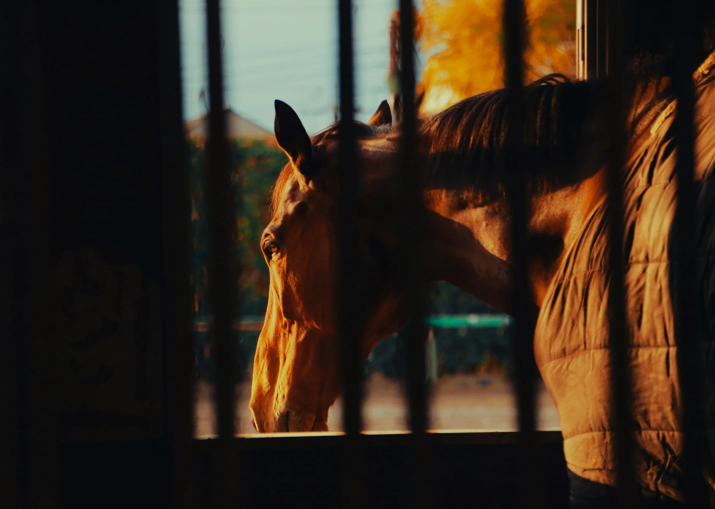 A brown horse peering through the bars of a stable at sunset, with warm orange light illuminating its face.