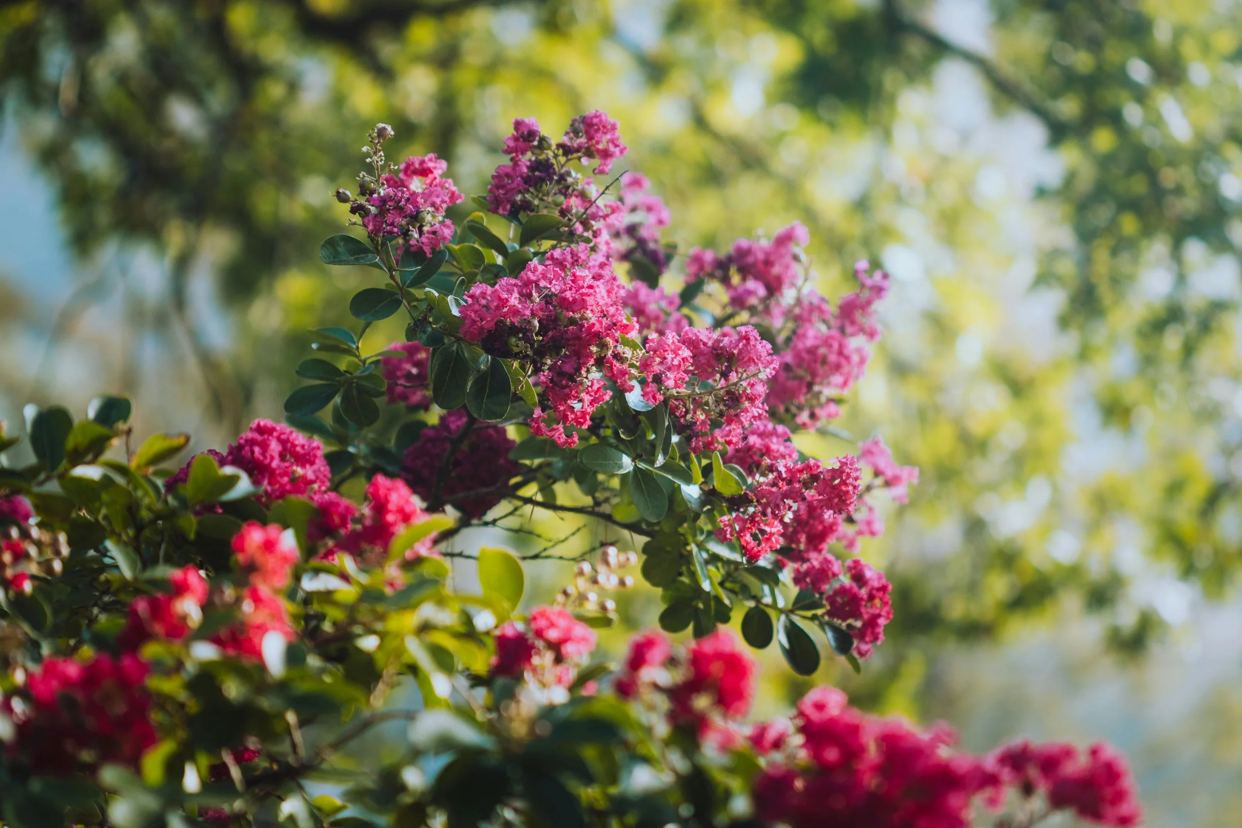 Pink crepe myrtle flowers blooming on a tree with green foliage and a blurred background.