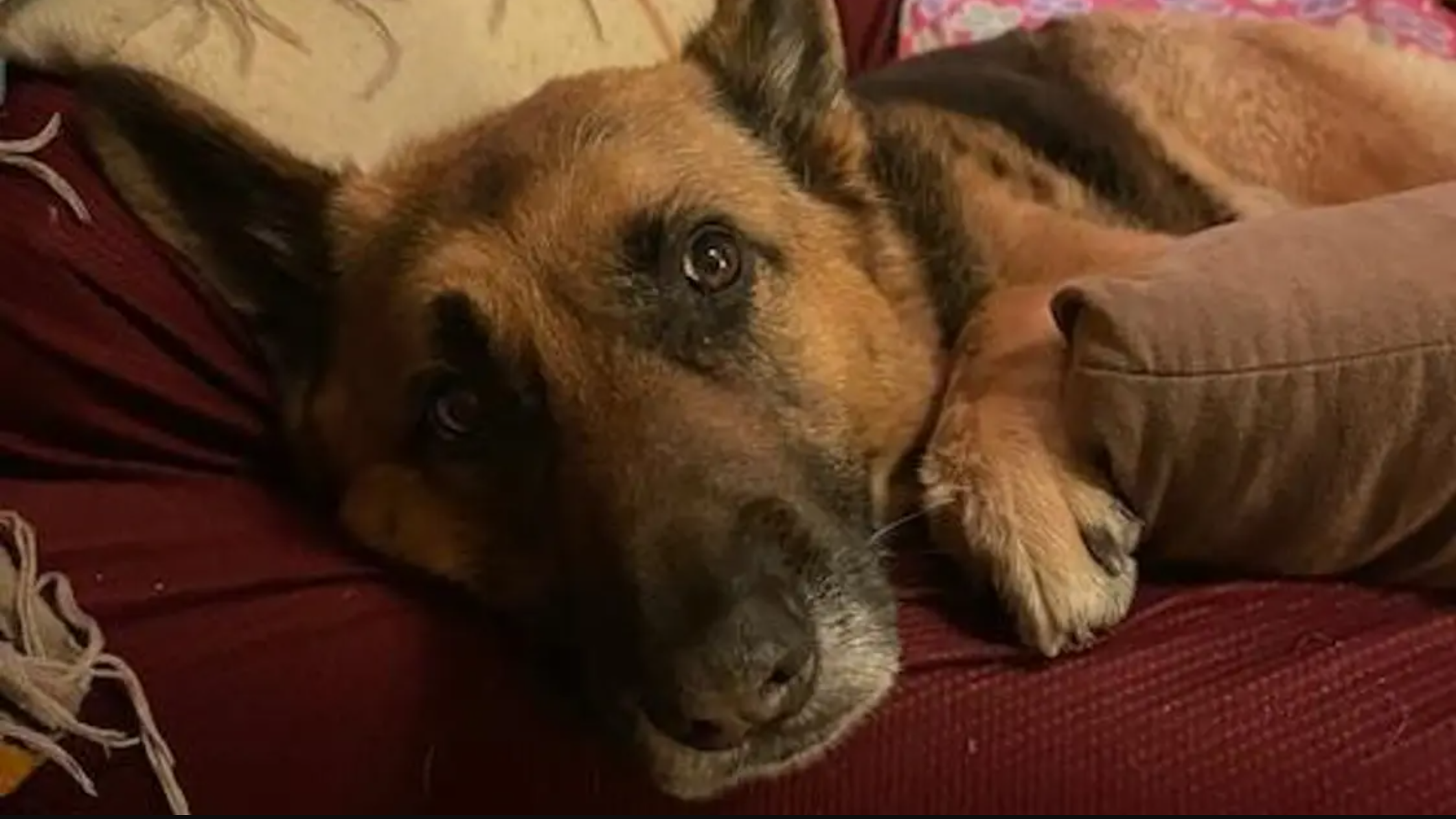 Dog - Rosie.png