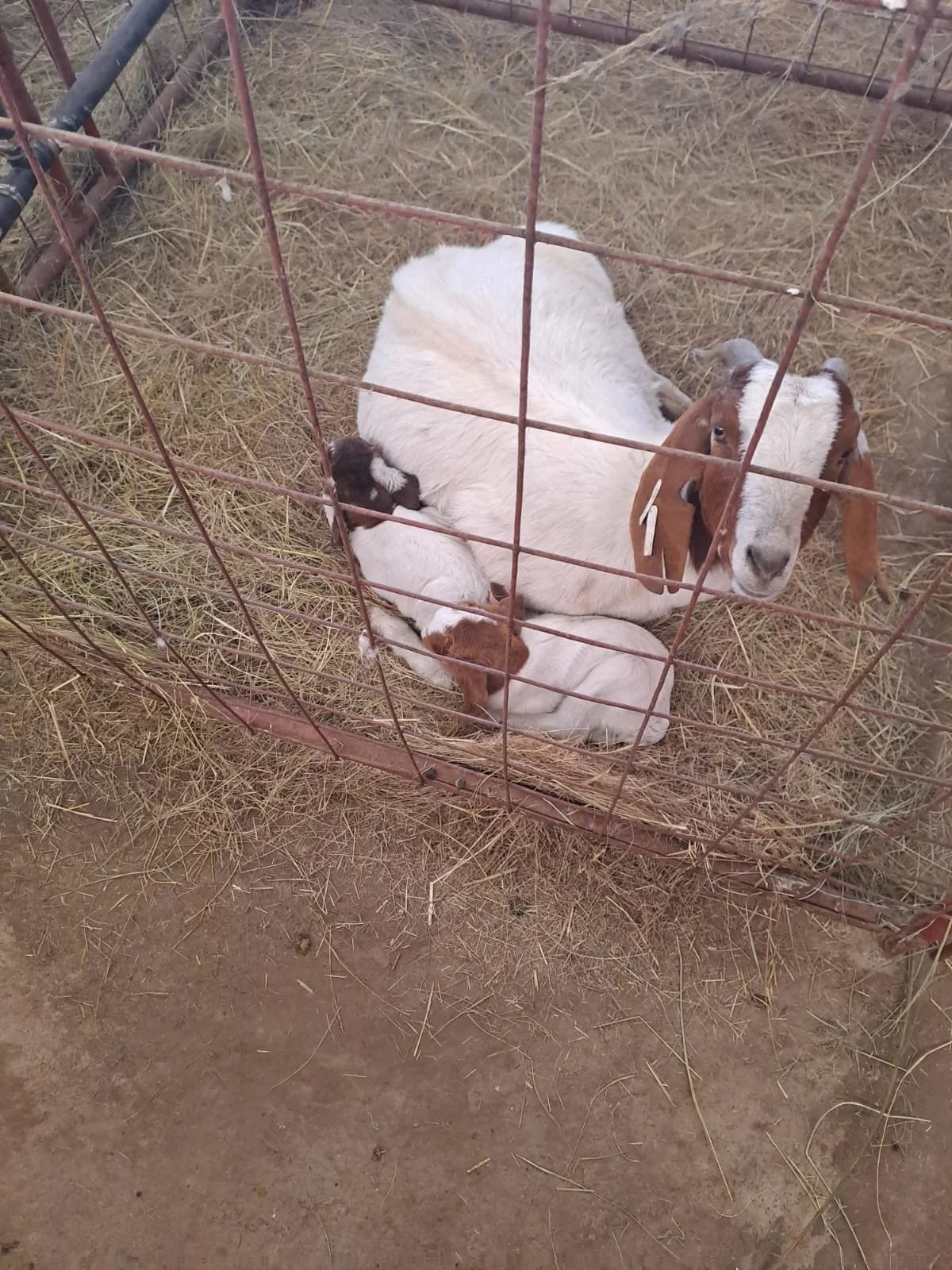 Goat Farming and “Feed Grow” System
