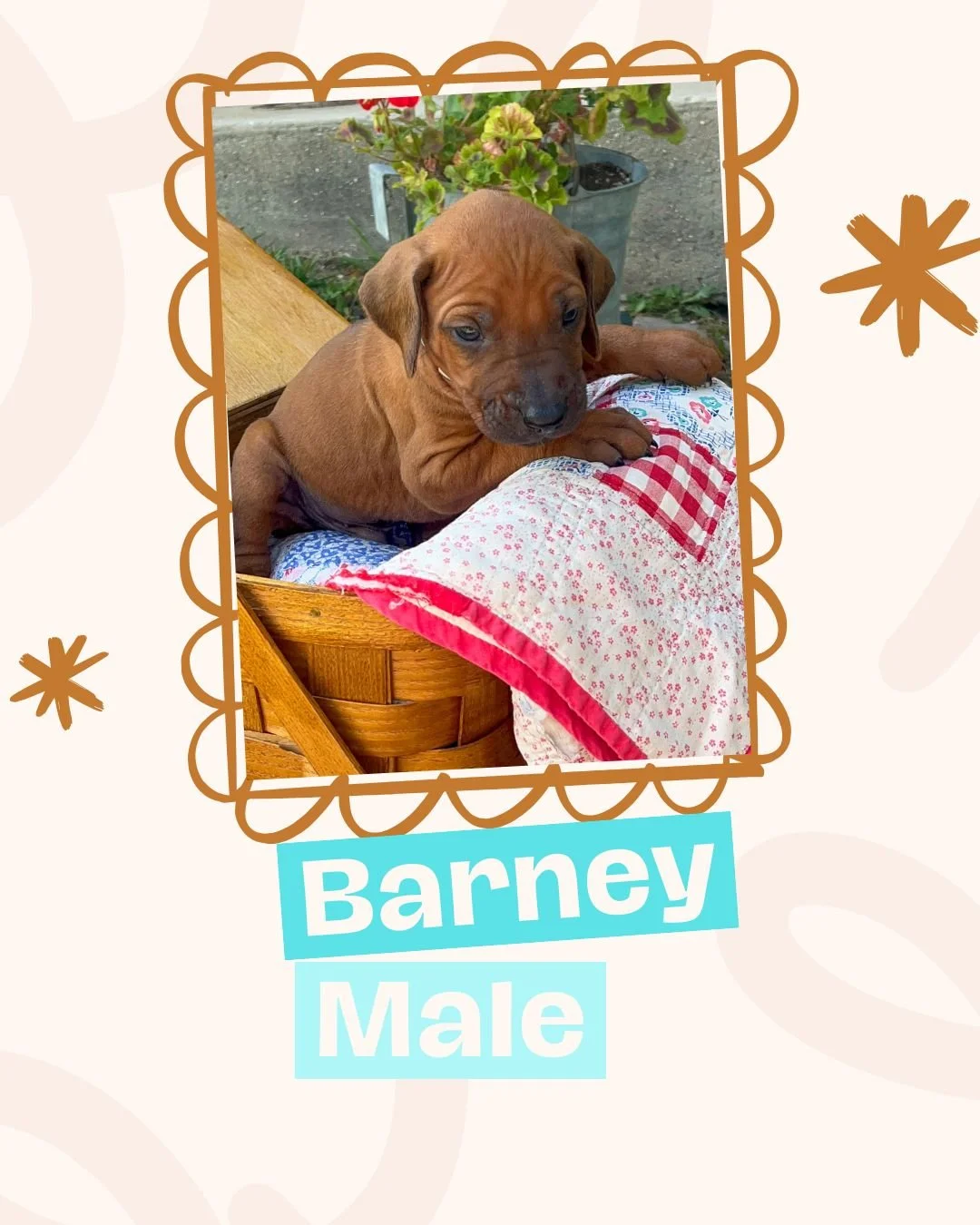 Barney.jpg