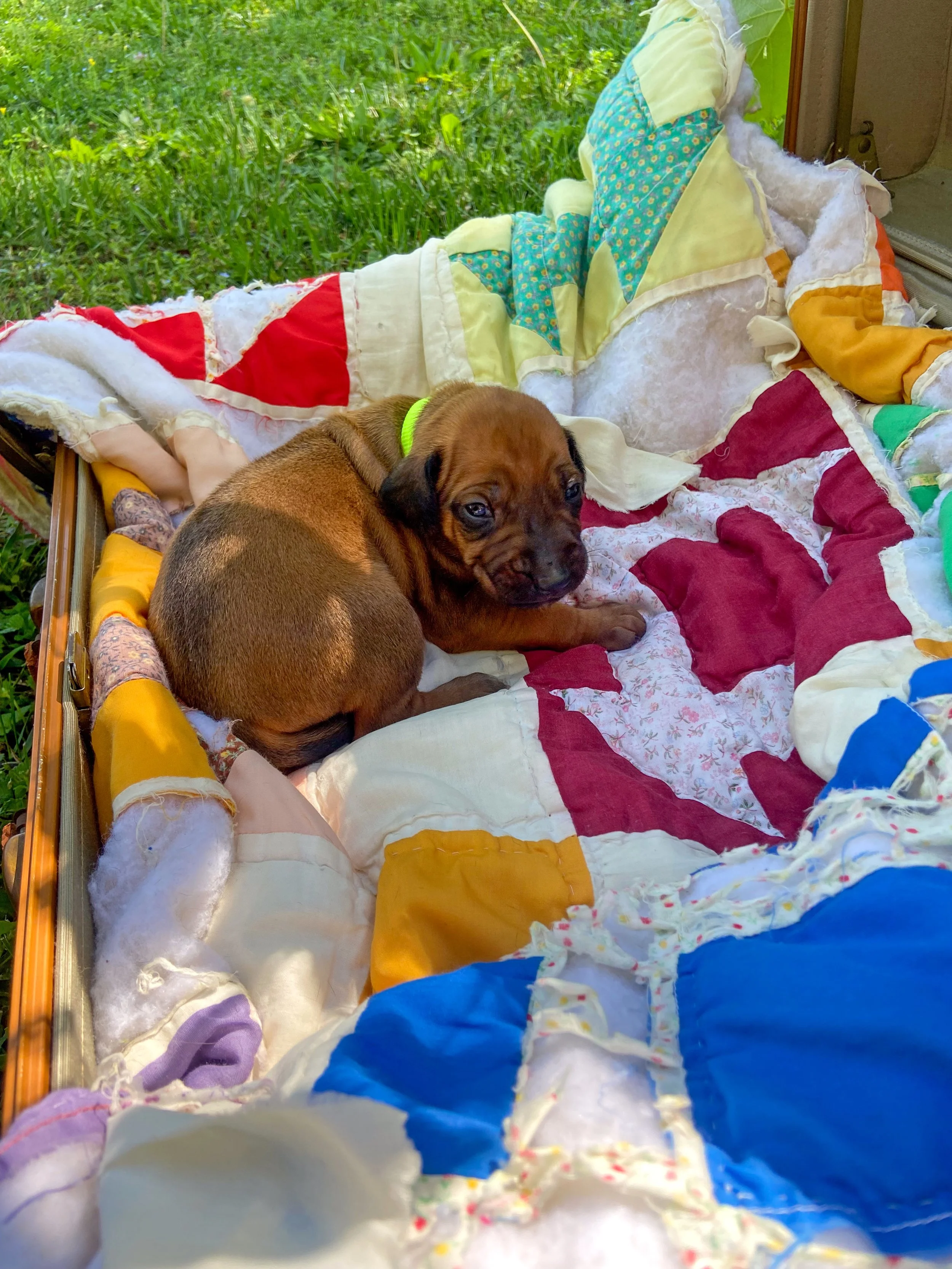 Baby Stormy