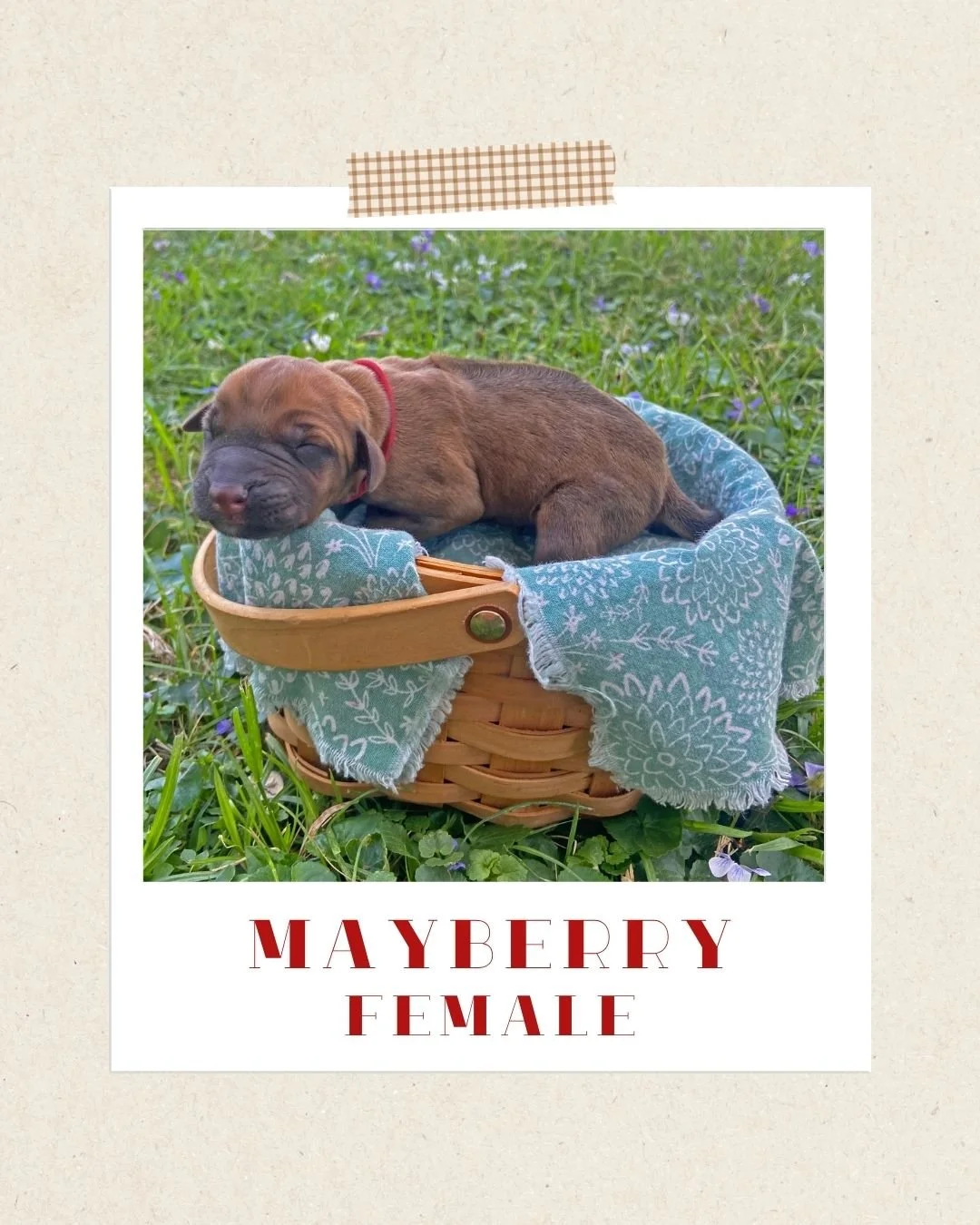 Mayberry - Female