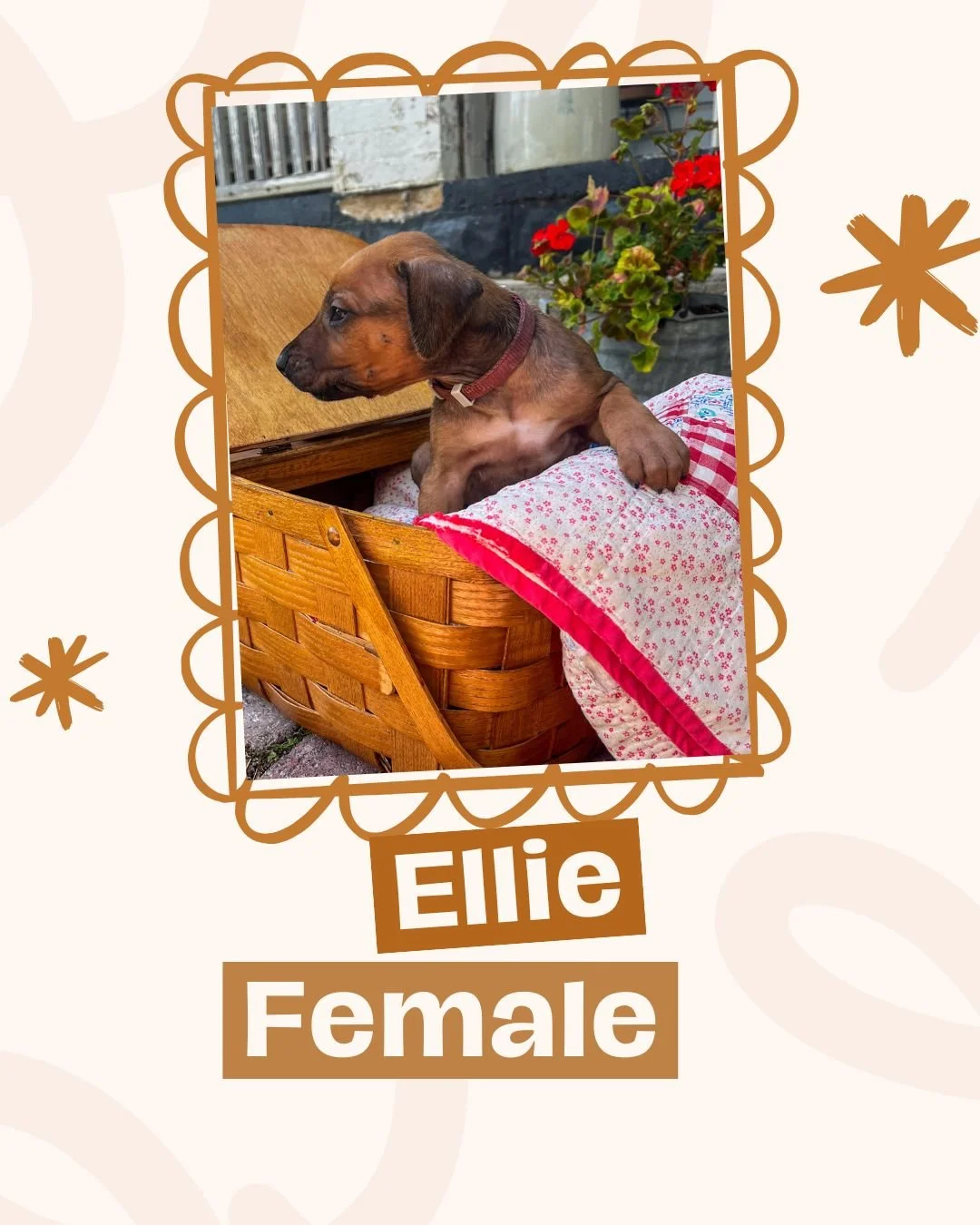 Ellie.jpg