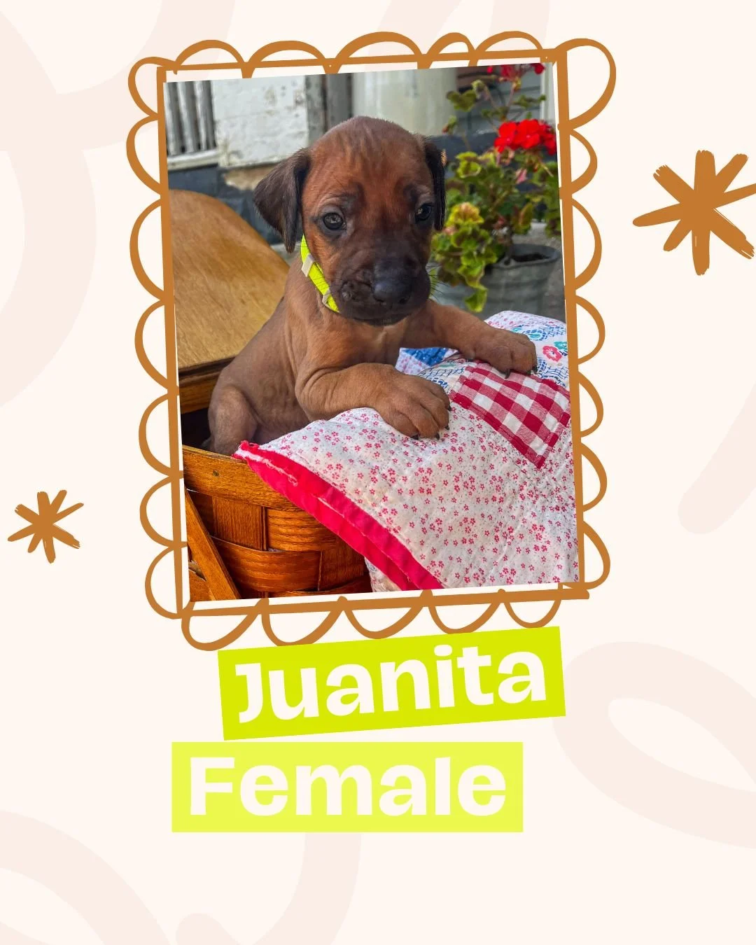 Juanita.jpg