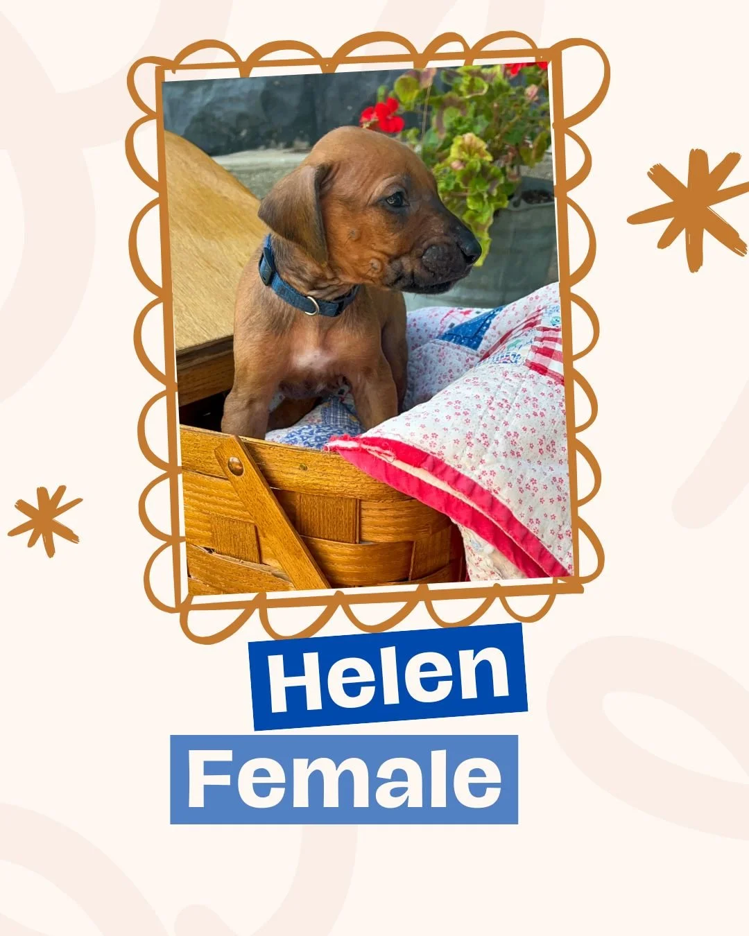 Helen.jpg