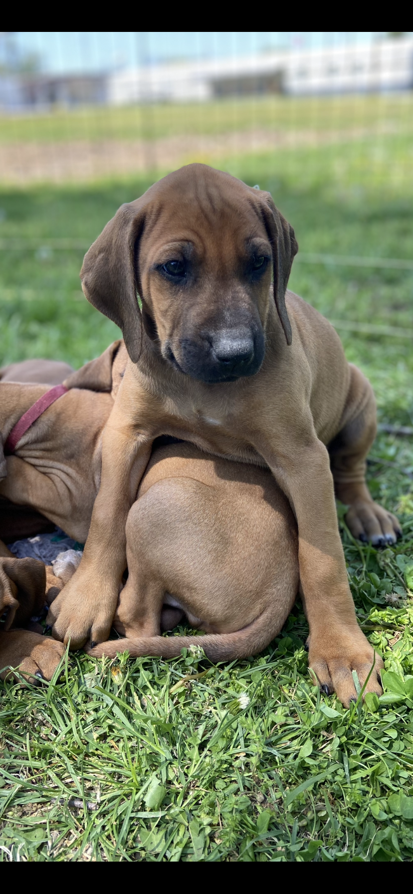 King of the mountain