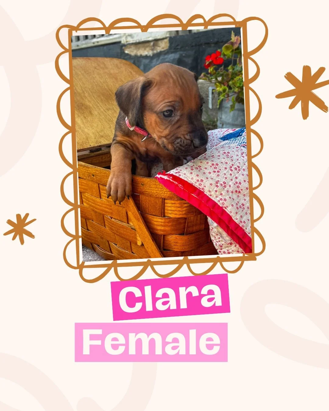Clara.jpg