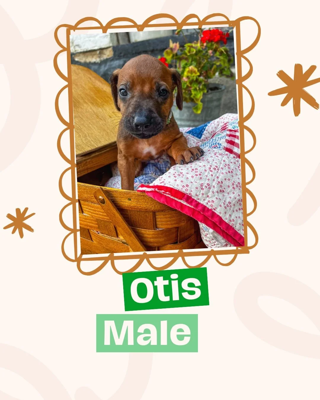 Otis.jpg