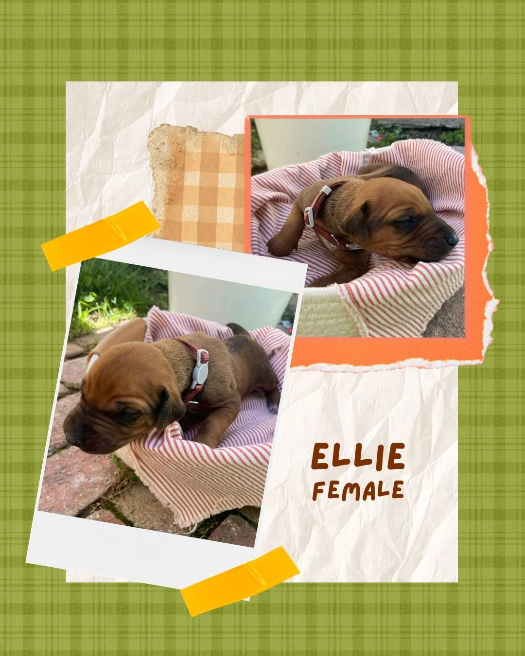 Ellie - Female