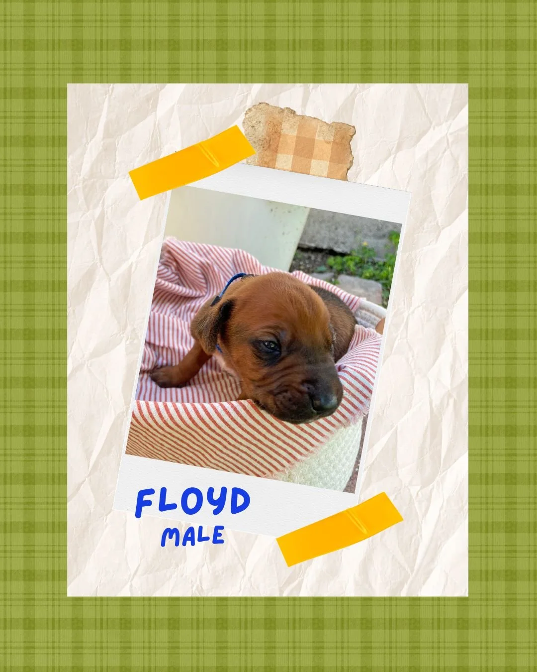 Floyd - Male