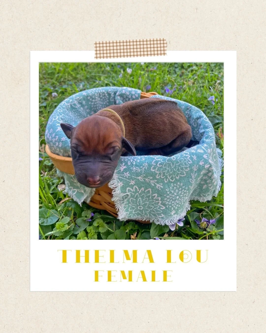Thelma Lou - Female